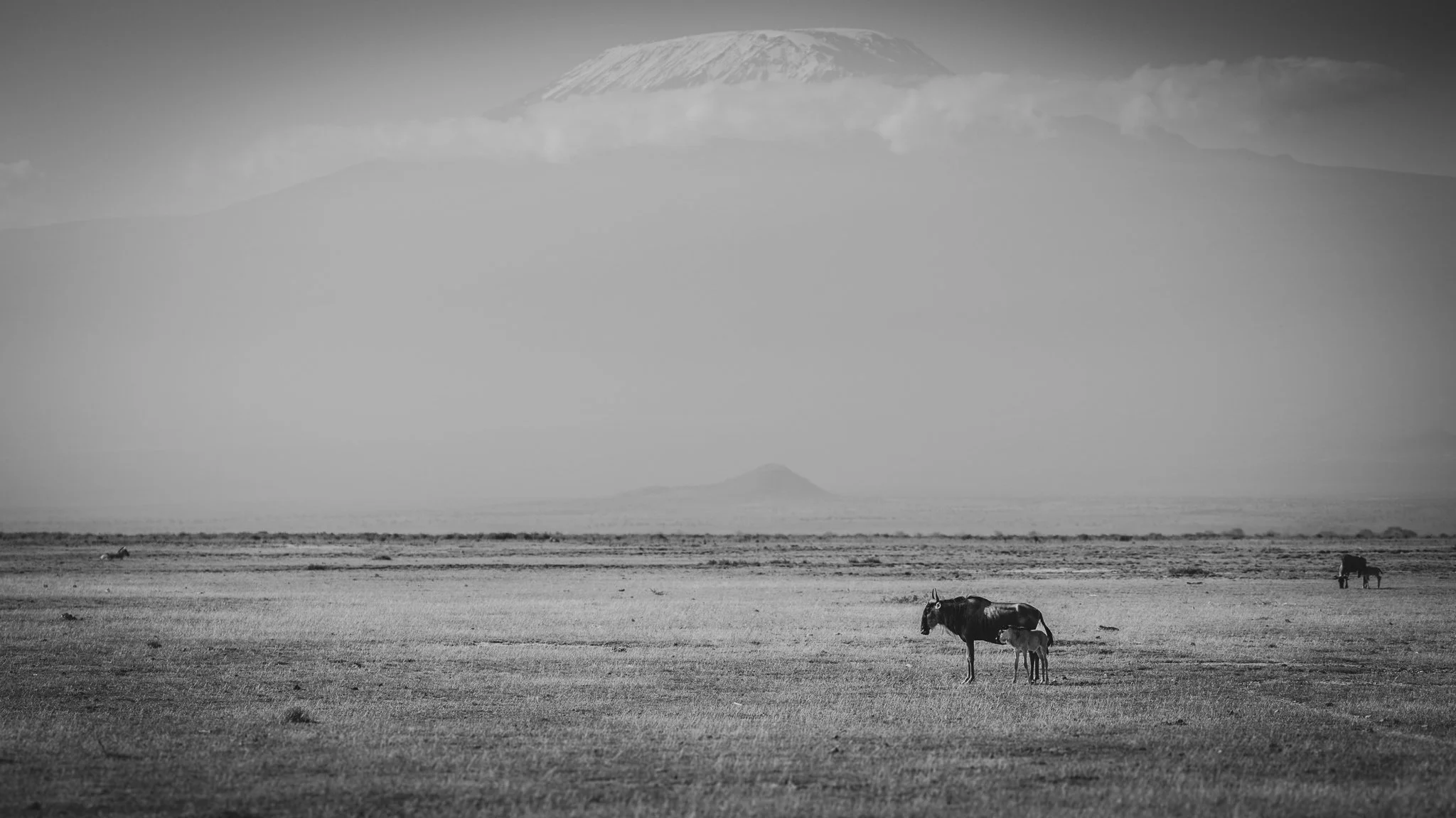 Black and white photograph of a vast open plain with grazing horses, and Mount Kilimanjaro in the background partially covered in clouds.