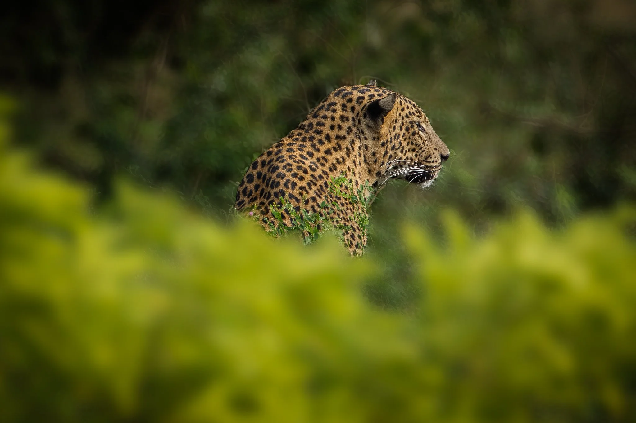 A jaguar walking through green foliage in a jungle setting