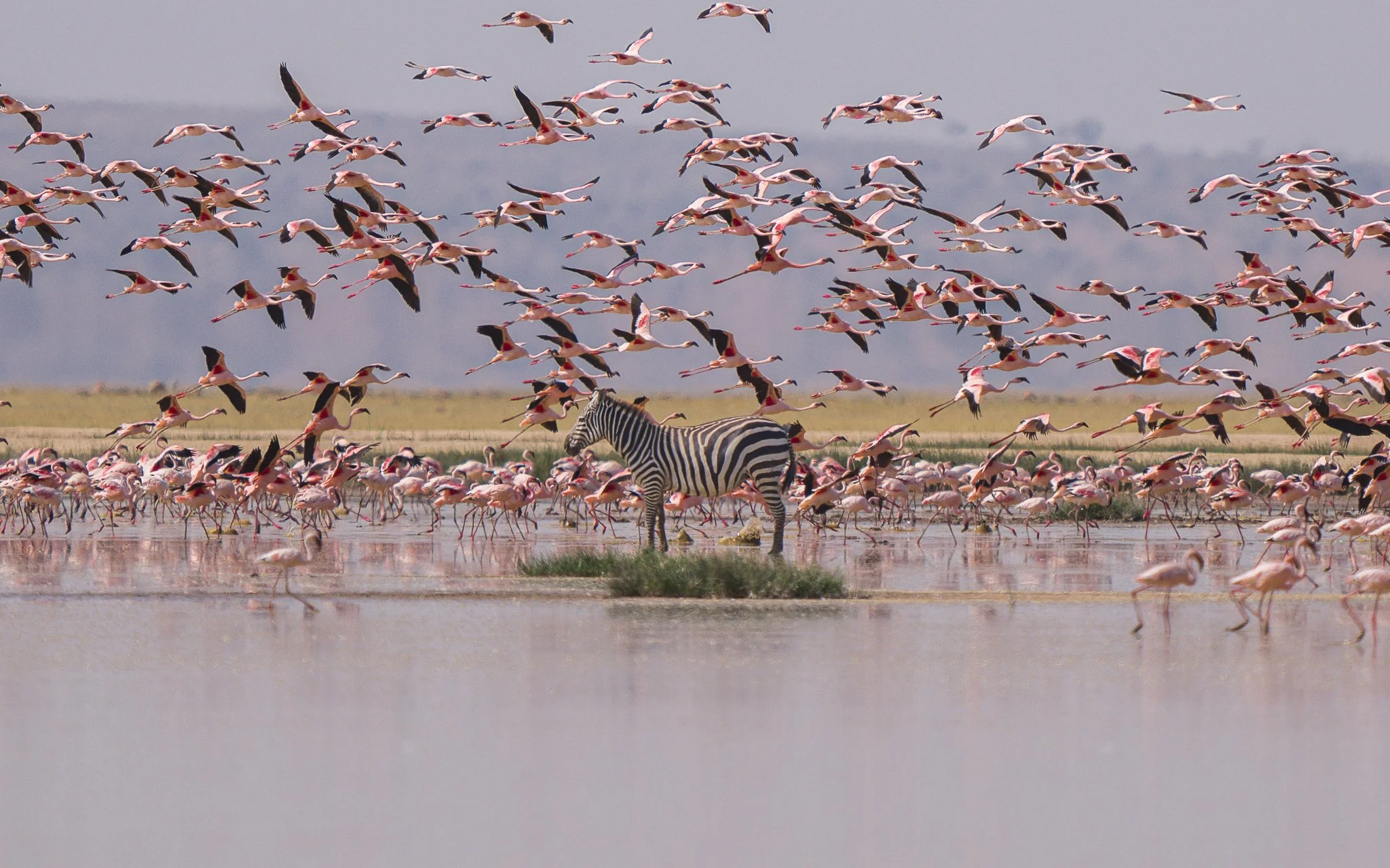 A large flock of flamingos flying over a waterbody with a zebra standing in the shallow water.
