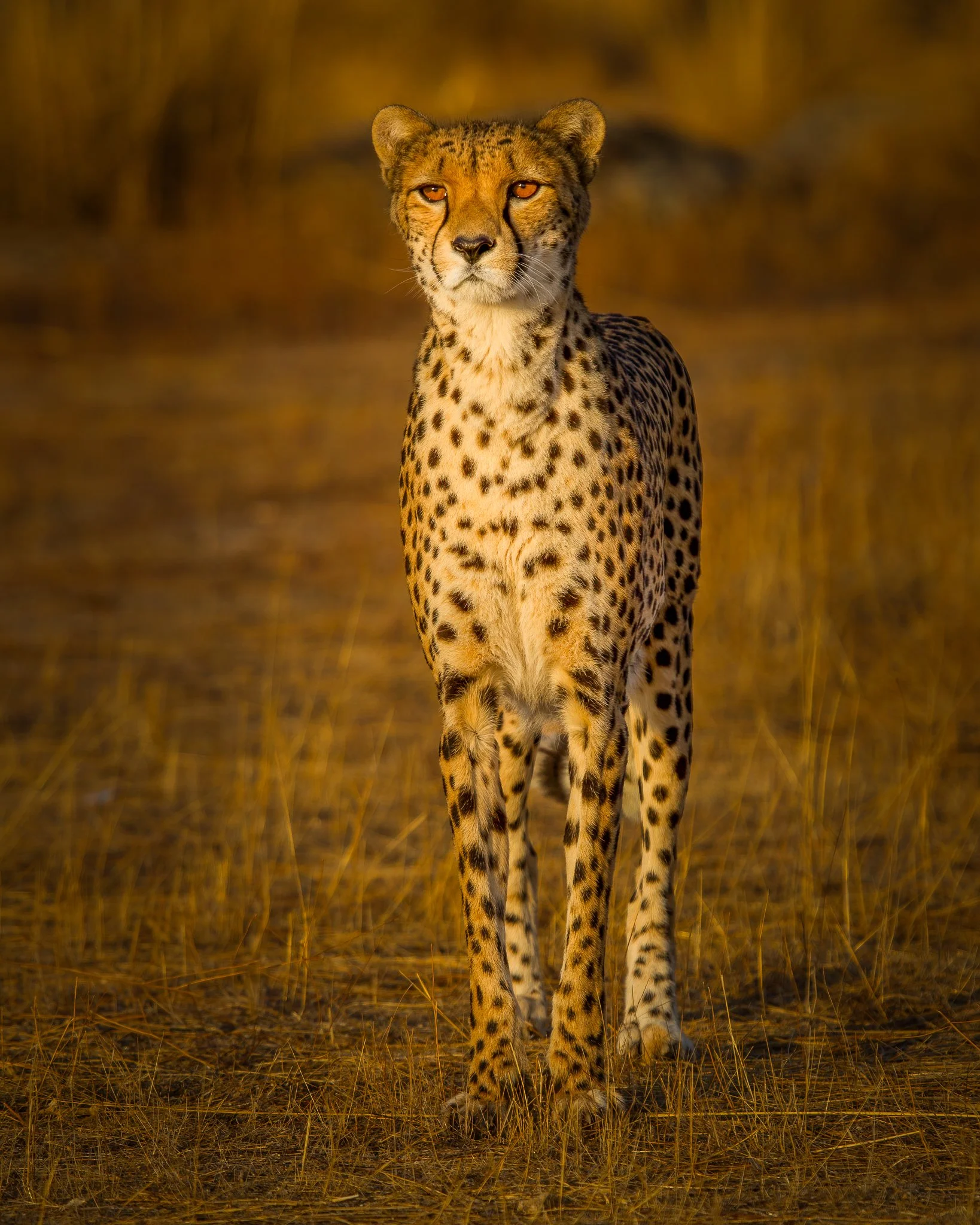 A cheetah standing in a grassy area during golden hour, facing forward with a focused expression, illuminated by warm sunlight.
