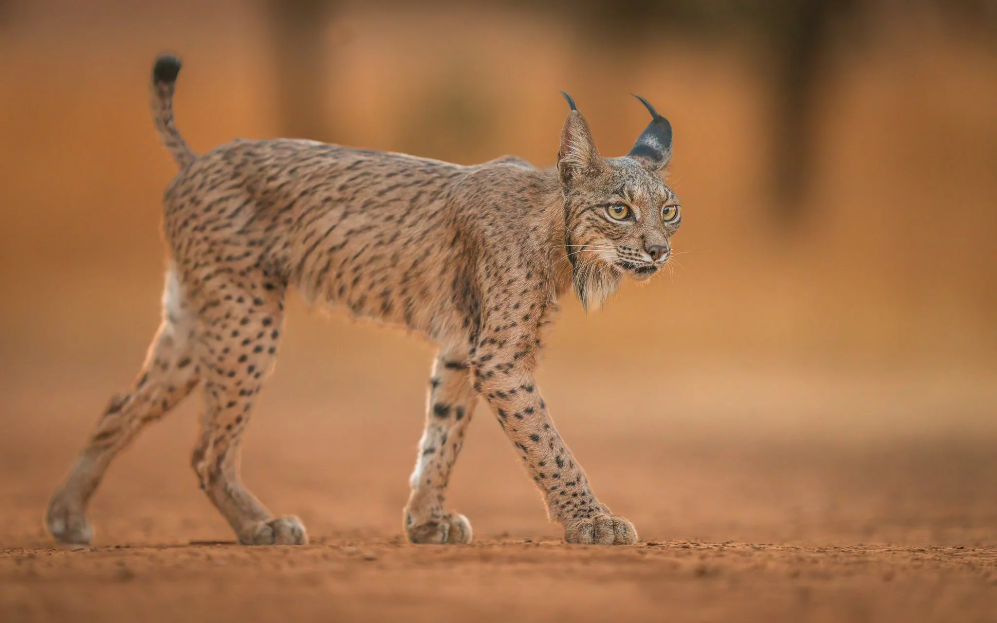 A wild Eurasian lynx walking on a brownish ground with a blurred warm-toned background.