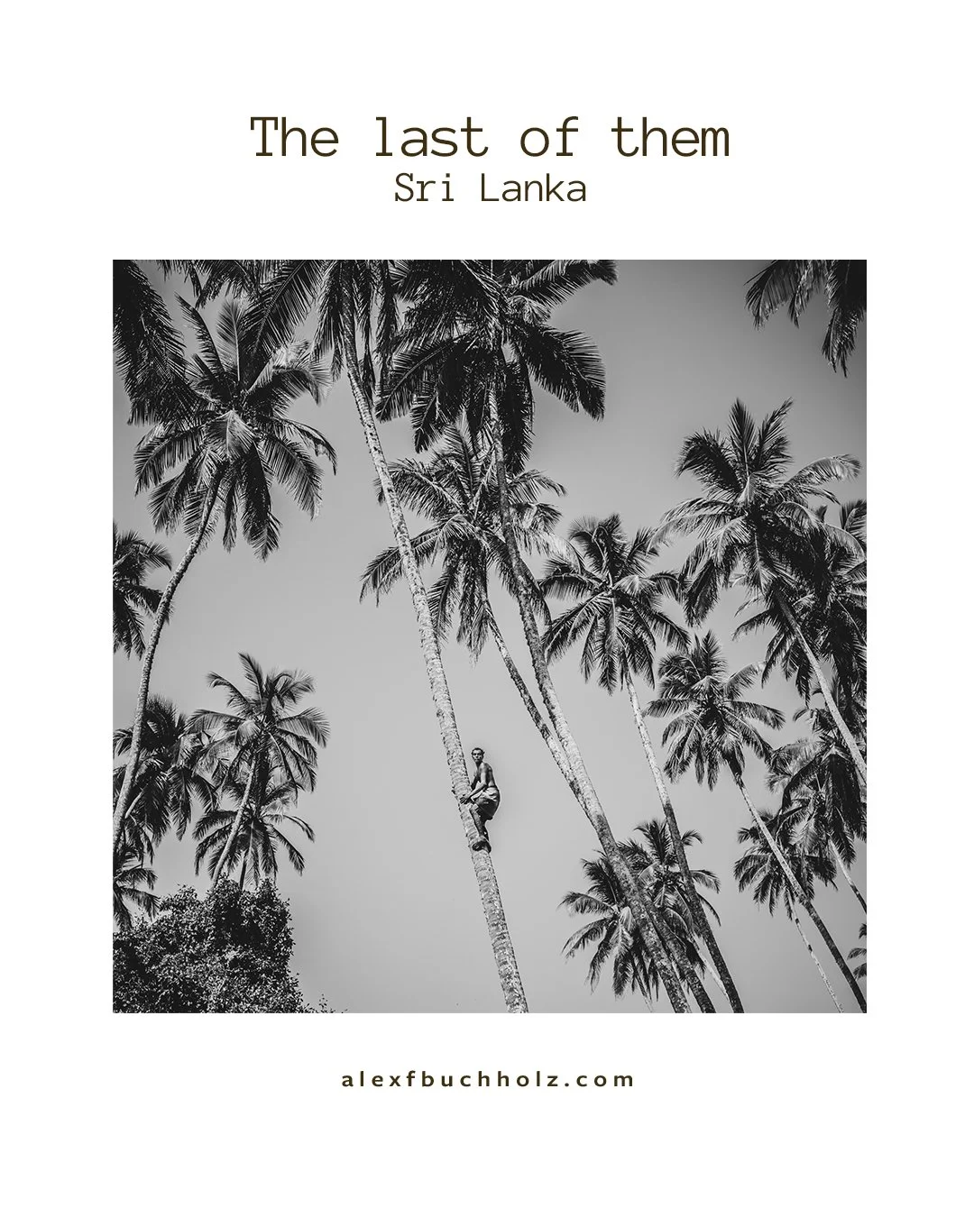 A black and white photograph of tall palm trees with a person climbing one of the trees. The text at the top reads, 'The last of them - Sri Lanka,' and at the bottom, there is a website URL, 'alexfbuchholz.com'.