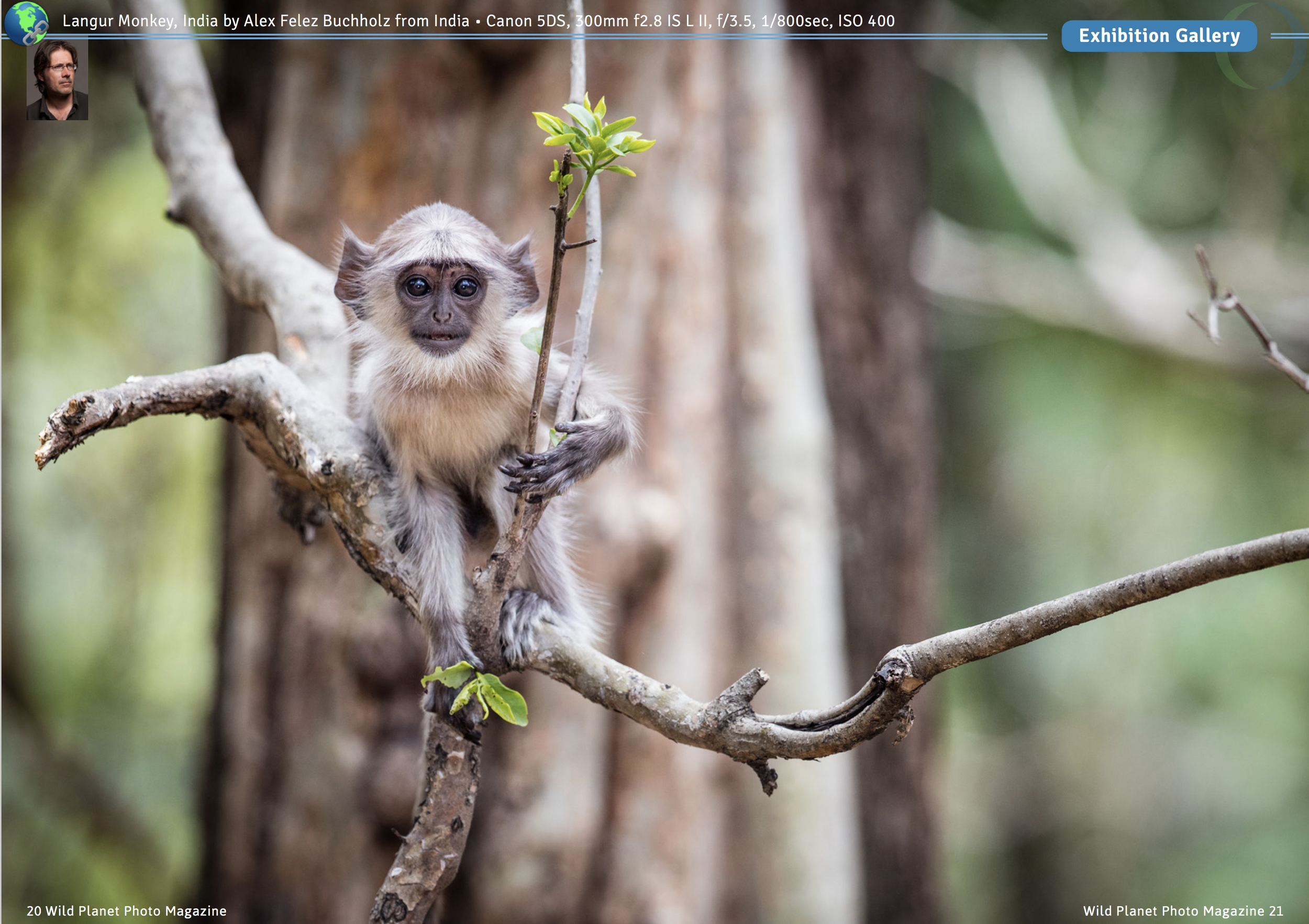 A monkey with a human-like face perched on a tree branch in the wild, holding a small green leaf. The background is blurred showing trees and forest greenery.