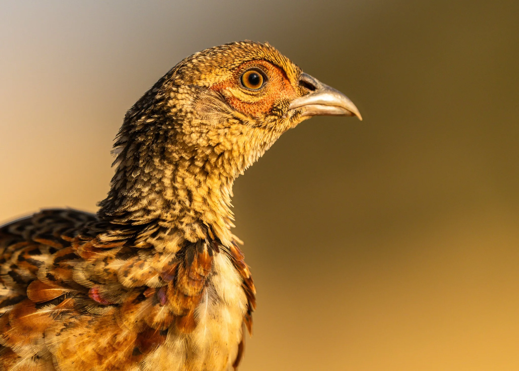 Close-up of a bird with detailed feathers and a curved beak, facing to the right against a blurred background.
