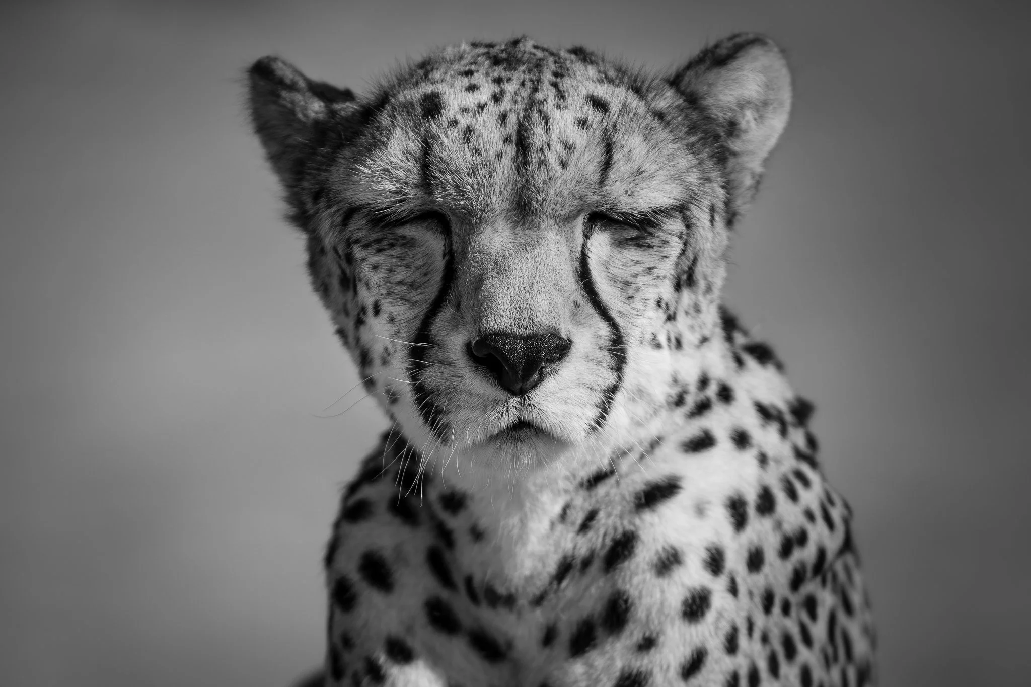 Black and white photo of a resting cheetah with eyes closed.