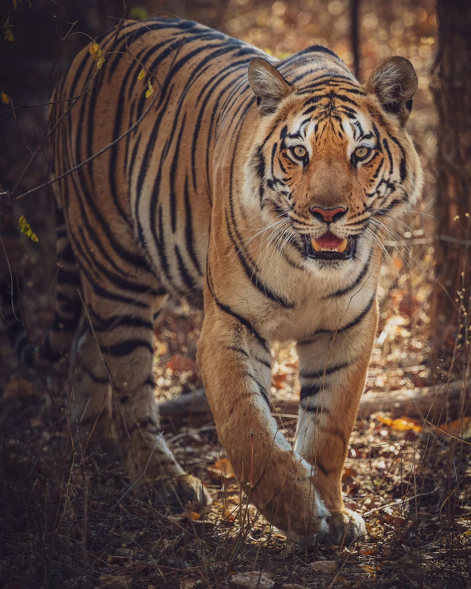 A tiger walking through a forest with autumn leaves.
