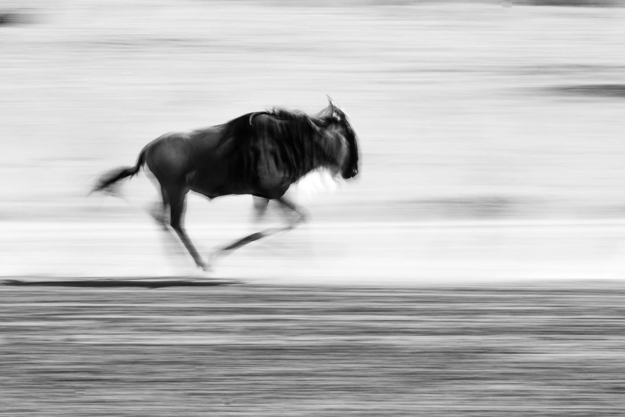 Black and white photo of a horse running at high speed, with motion blur in the background.