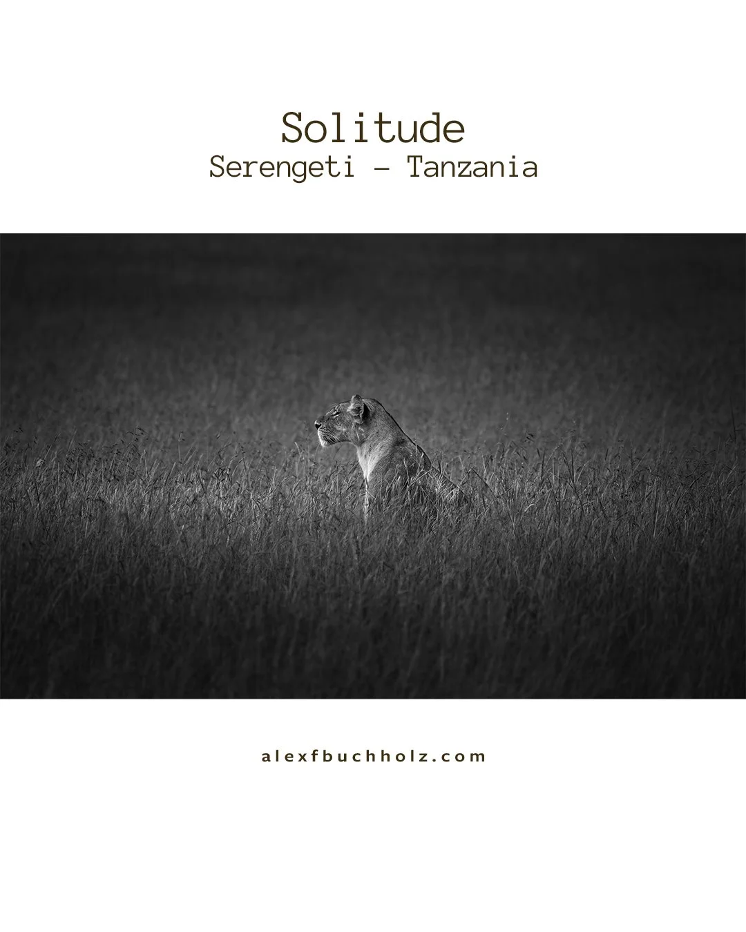 A black and white photo of a lioness sitting in tall grass at Serengeti, Tanzania, with text at the top reading "Solitude Serengeti - Tanzania" and a website URL at the bottom.