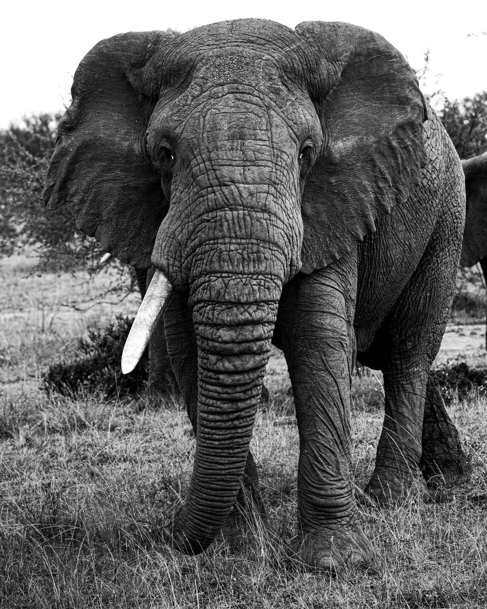 A large African elephant walking through a grassy field, with visible wrinkled skin and large ears.