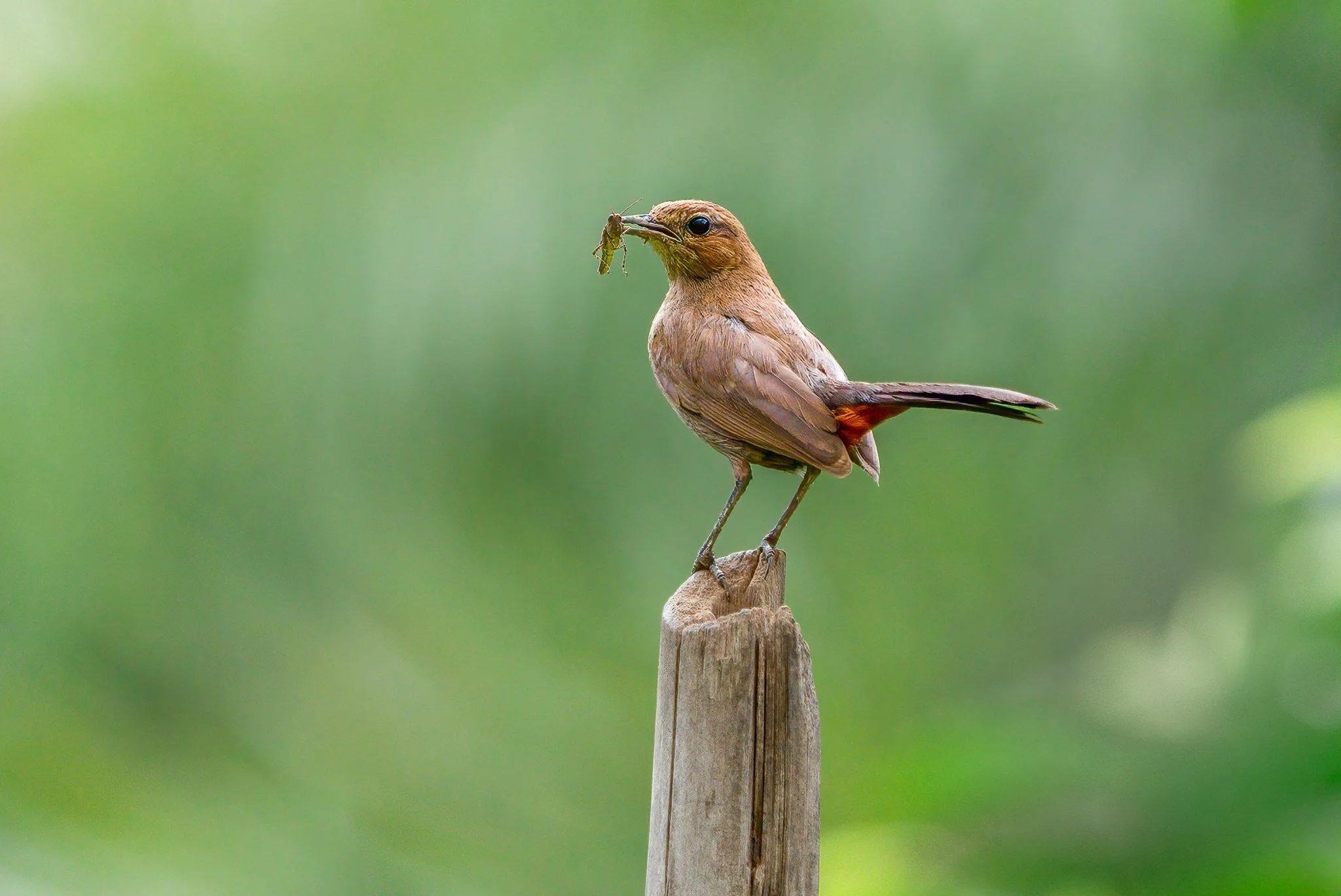 A small brown bird perched on a weathered wooden post, holding a green insect in its beak, with a blurred green background.