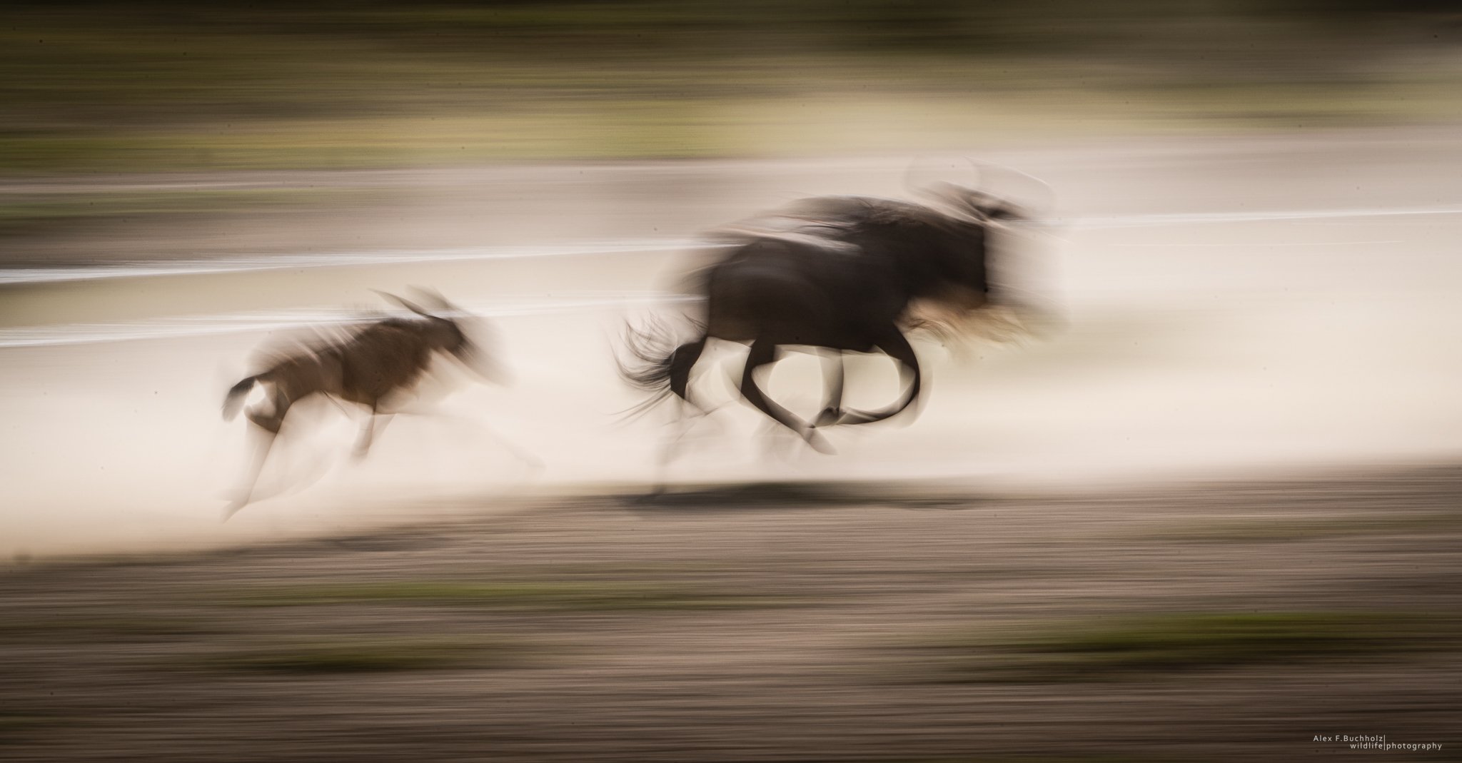 Blurry image of two horses running at full speed on an outdoor track or road, captured in motion.