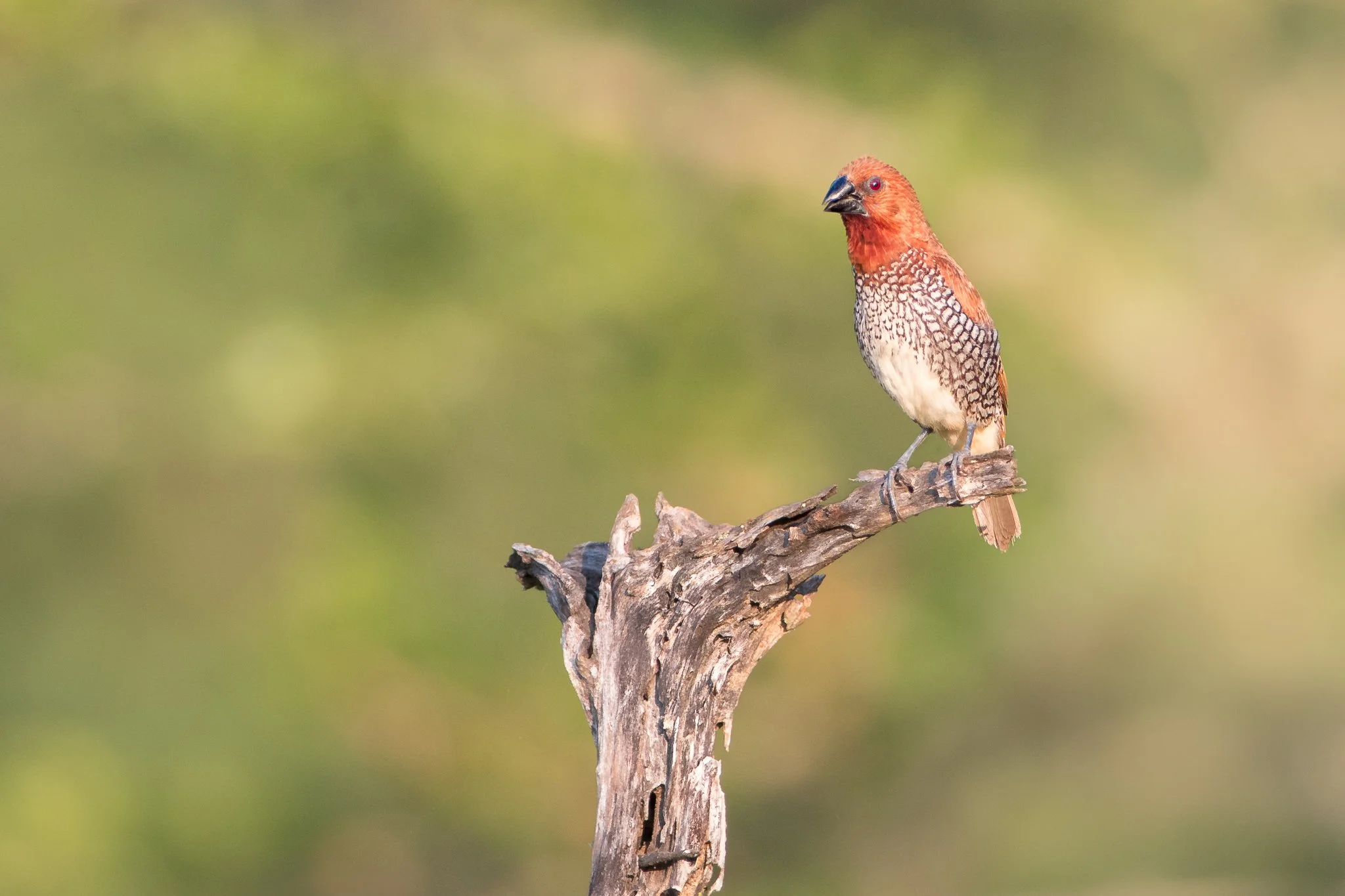 A bird with a reddish head and speckled black and white body perched on a weathered tree branch against a blurred green background.