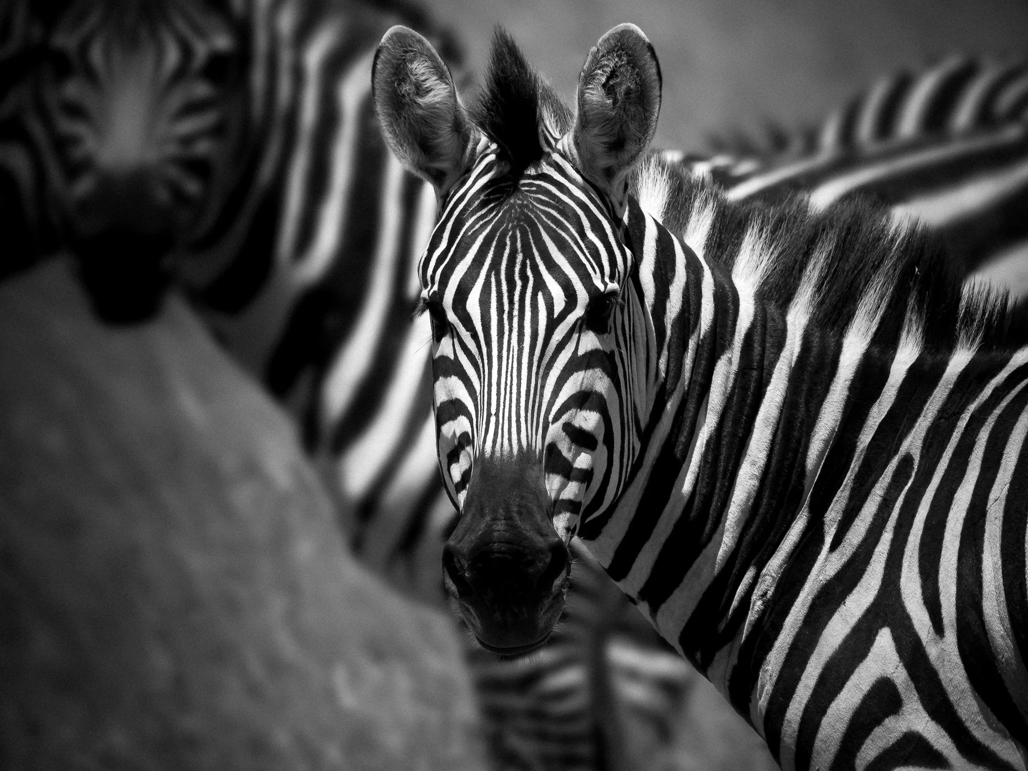 Black and white photograph of several zebras closely together, with one zebra facing the camera in the center.