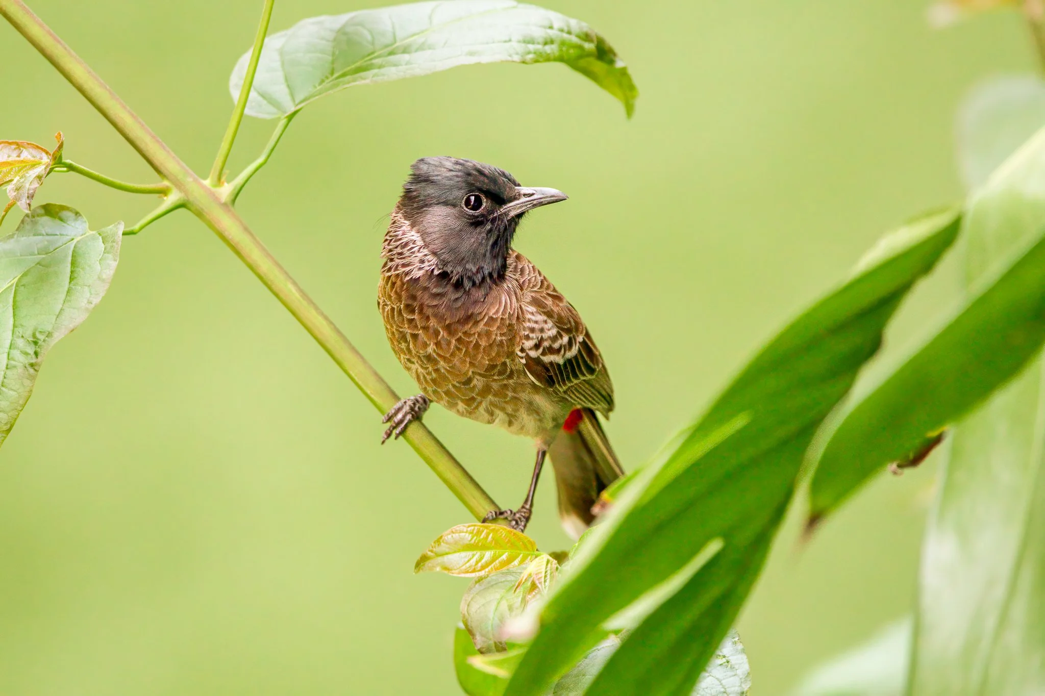 A bird with the body of a sparrow and the head of a black heron perched on a green branch among leaves.