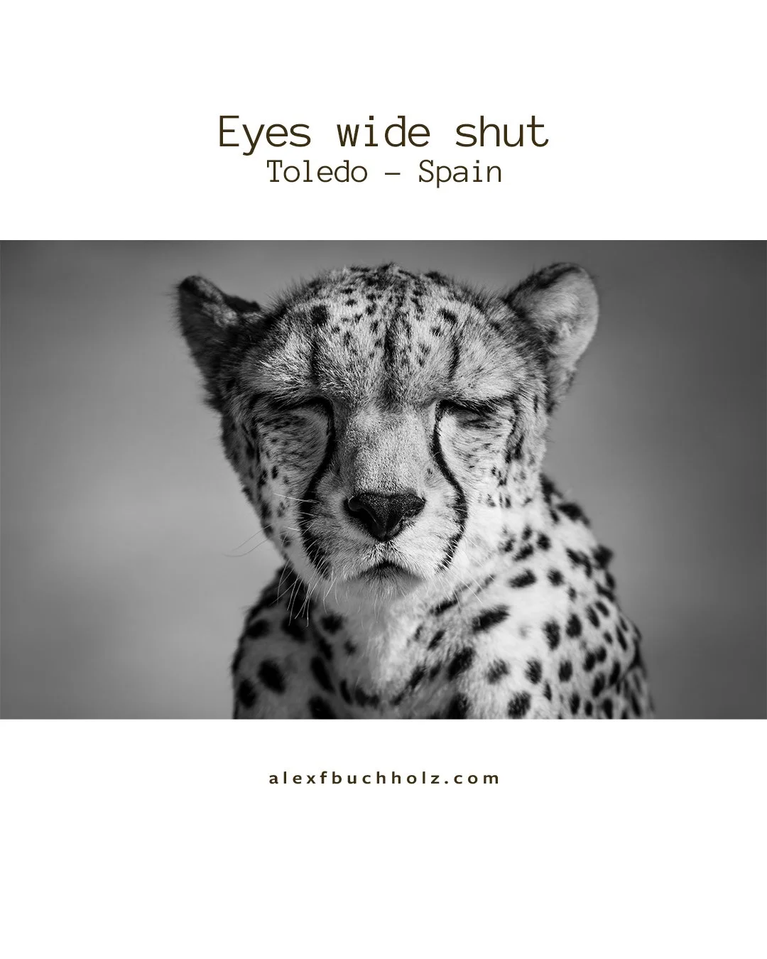 Black and white photo of a cheetah with eyes closed.