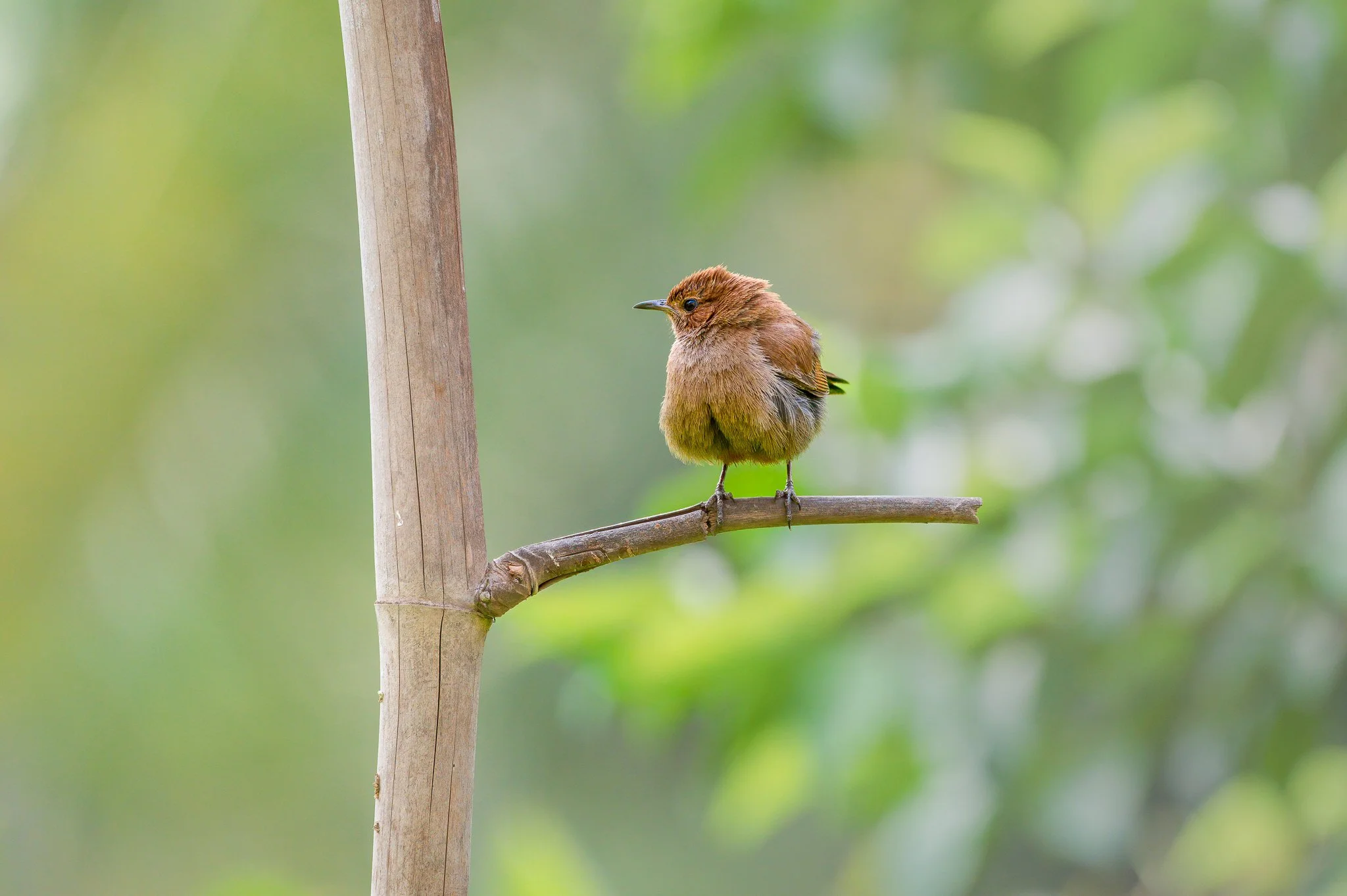 A small brown bird perched on a horizontal branch of a bamboo stalk, with a blurred green natural background.
