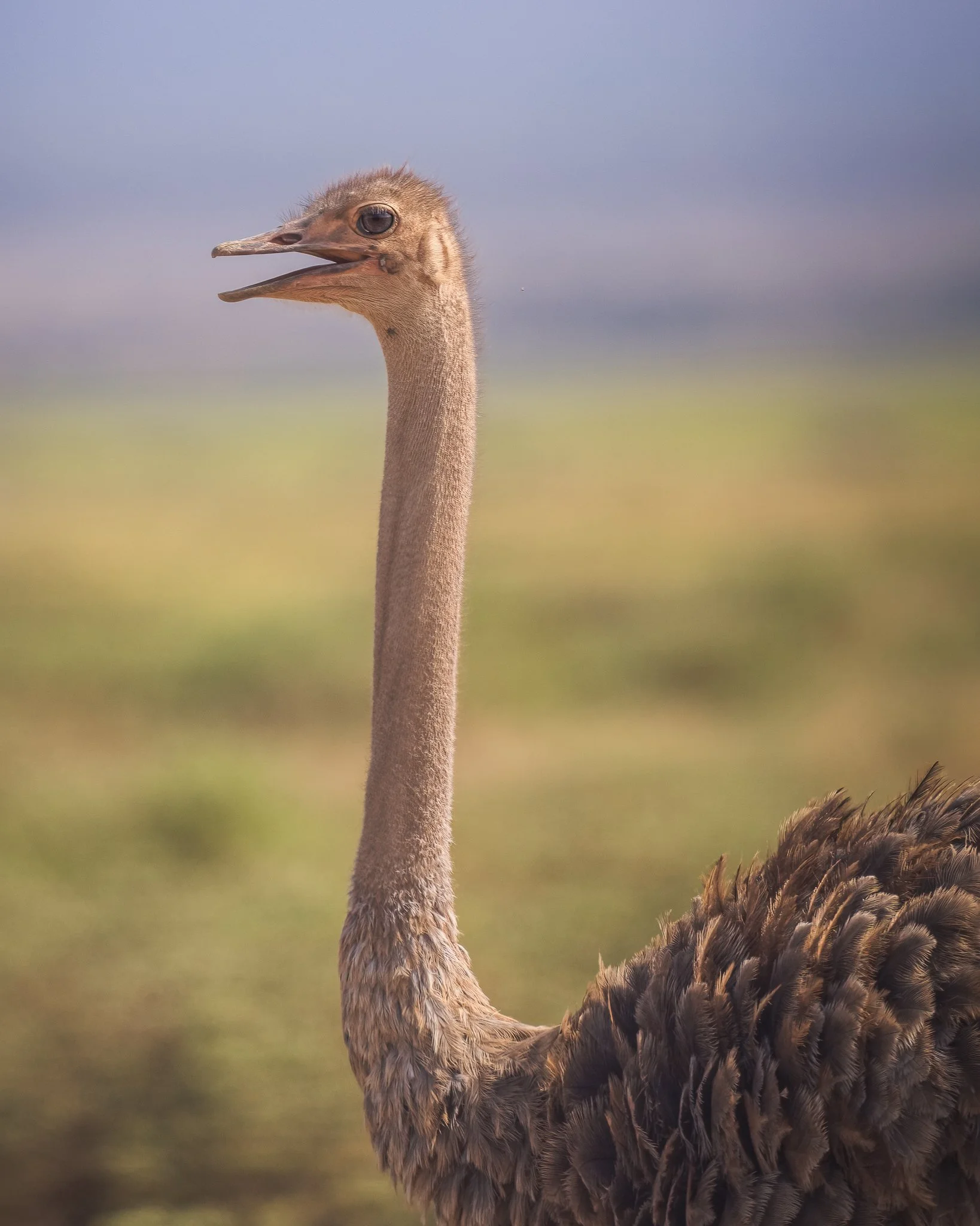 Close-up of a tall, slender ostrich with a long neck, open beak, and fluffy brown feathers on its body, standing in a grassy field with a blurred background and cloudy sky.