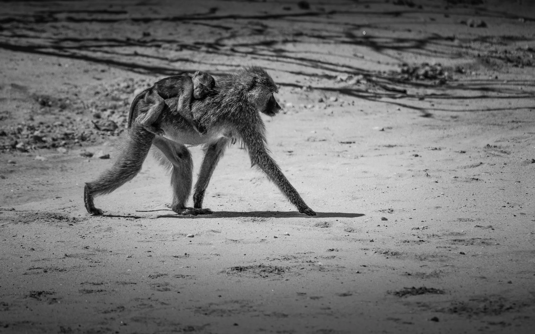 A baboon walking on sandy ground with a baby baboon clinging to its back.
