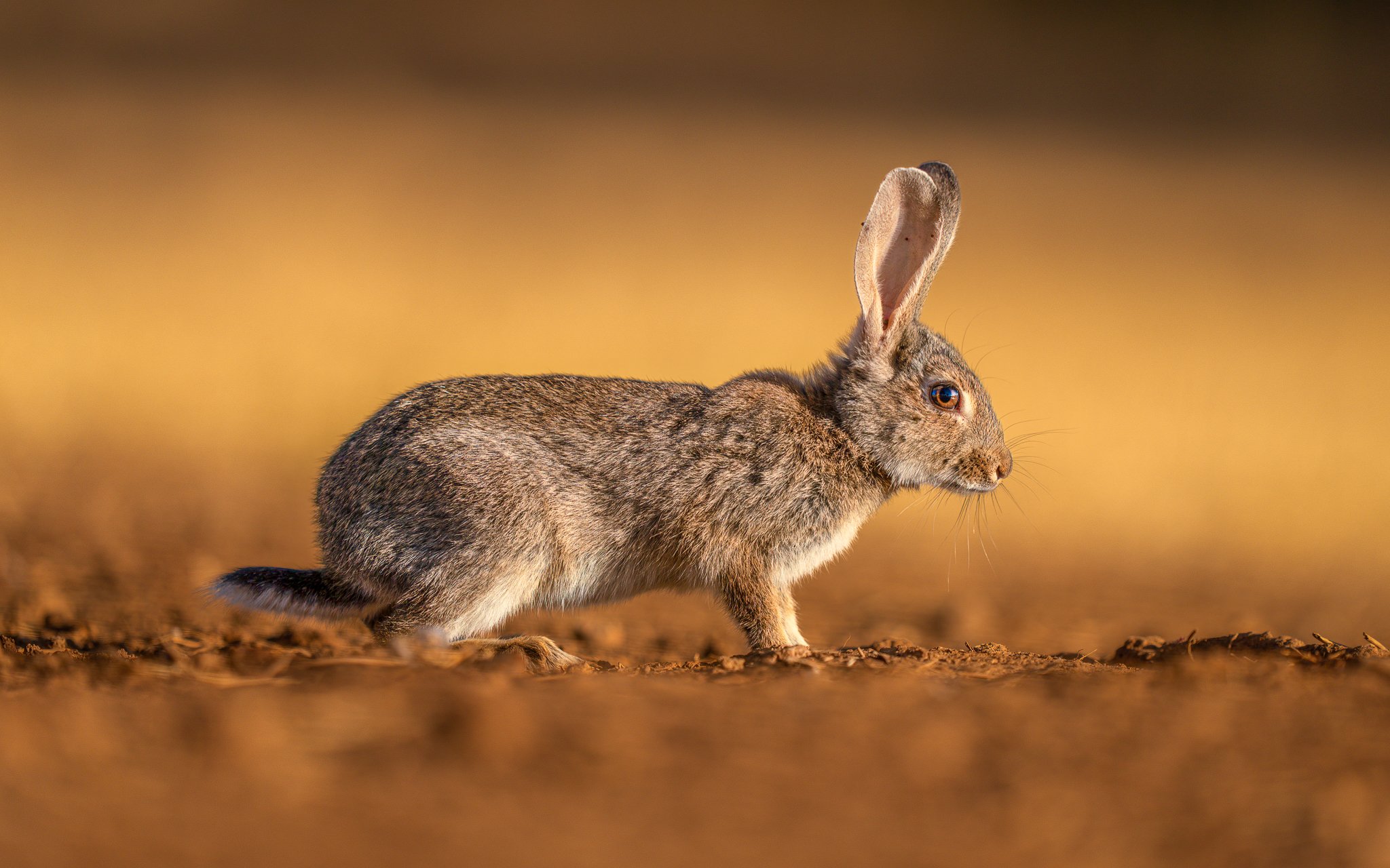 A brown rabbit with one upright ear and one ear slightly tilted, standing on dirt ground with a blurred warm-colored background.