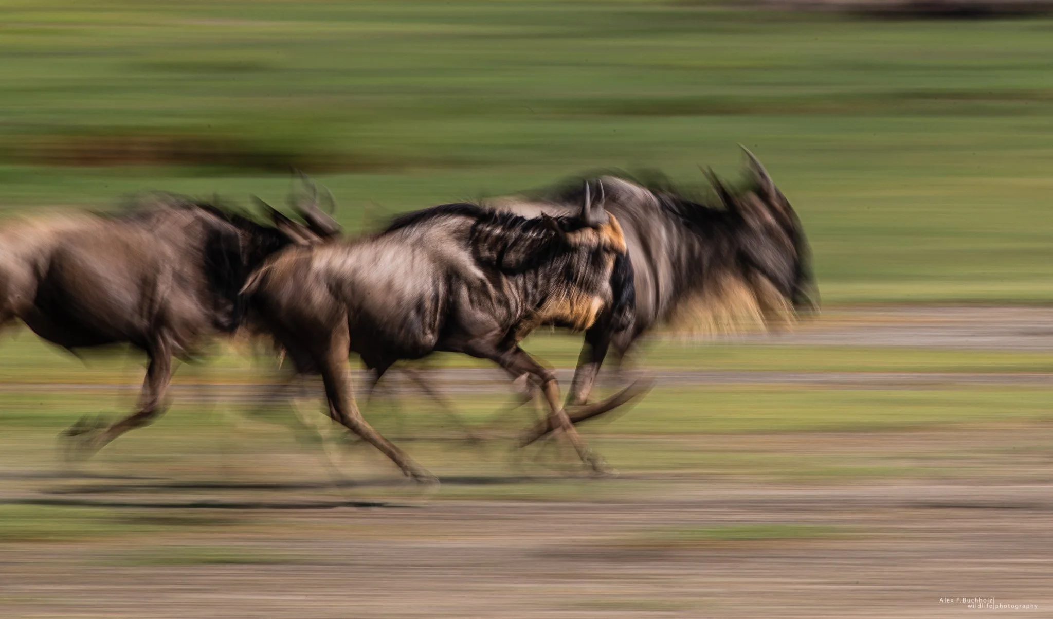 Group of wildebeests running quickly across a grassy plain with a blurred background, indicating motion.