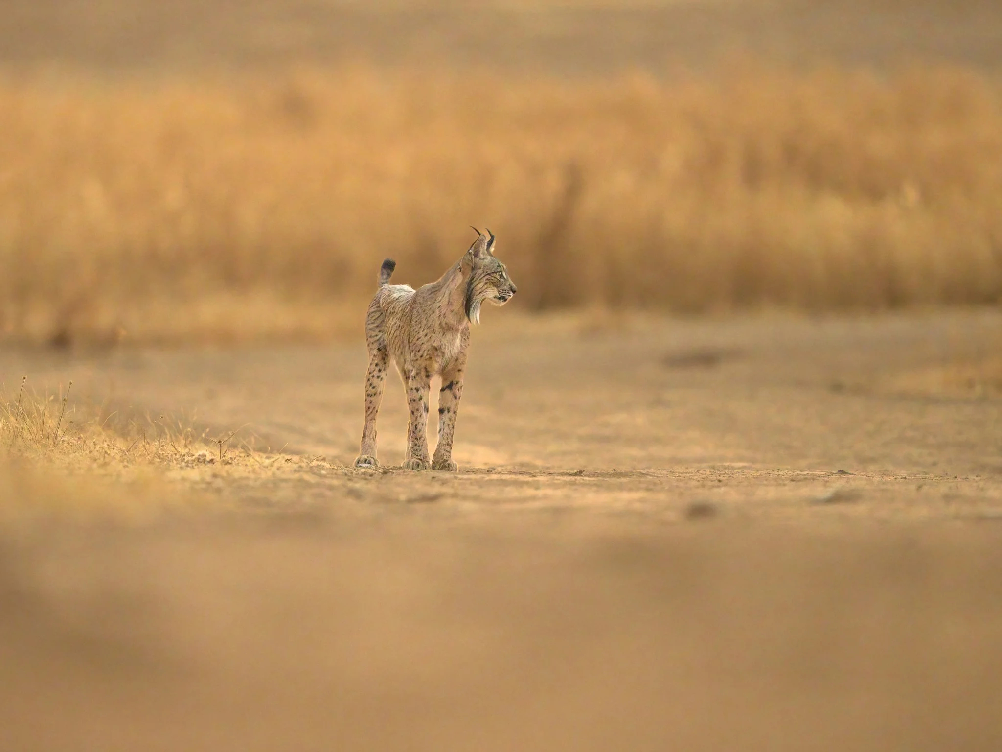 A Iberian Lynx walking in a grassy plain with tall, dry grass in the background.