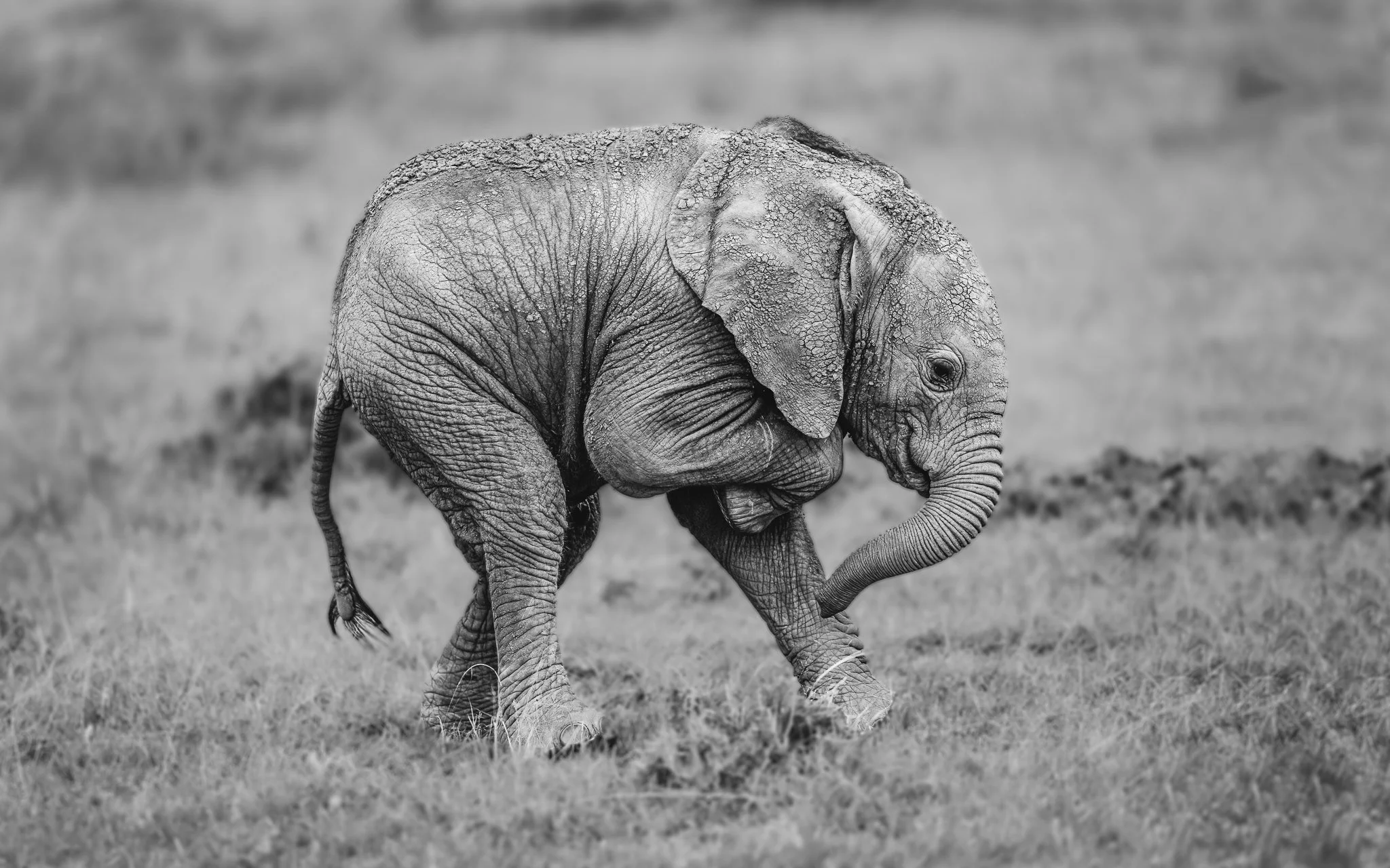A young elephant walking on grass, with its trunk curled and head slightly down, in a monochrome photograph.