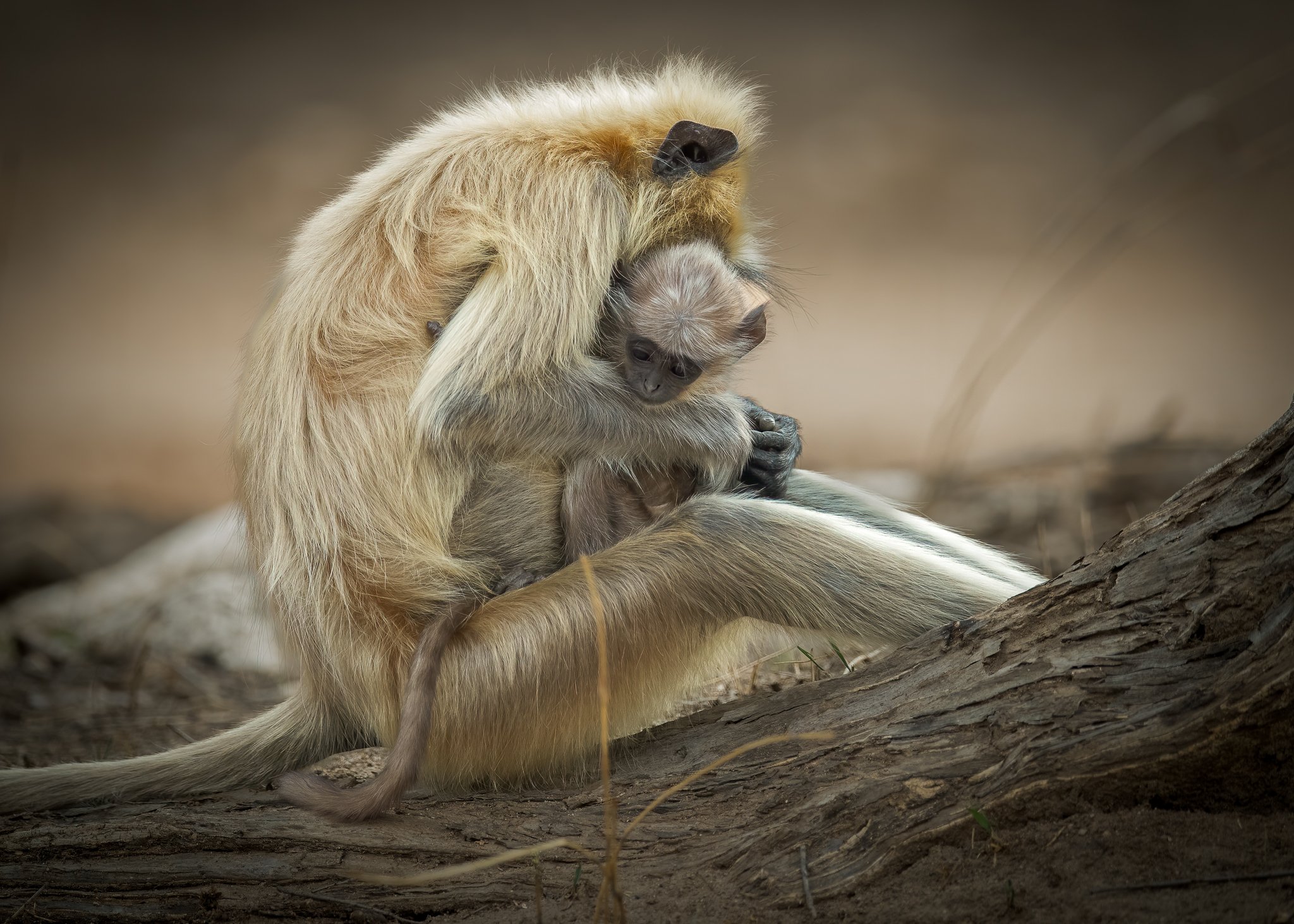 A monkey hugging and grooming a baby monkey on a large tree branch.
