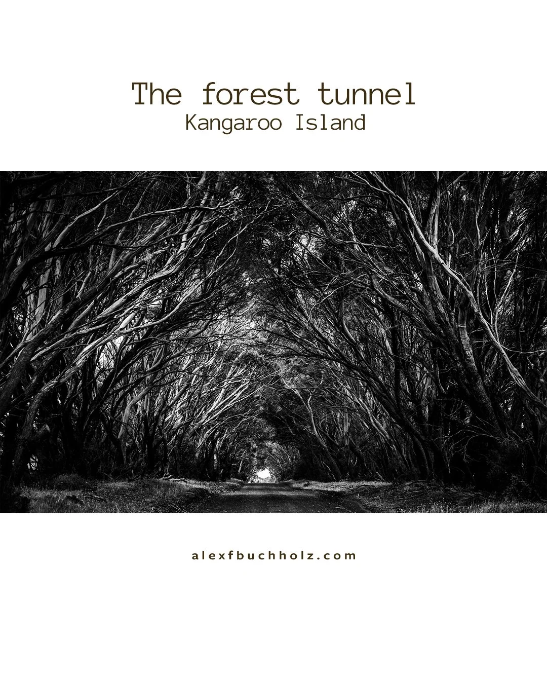 Black and white photo of a dense tunnel of intertwined tree branches on Kangaroo Island.