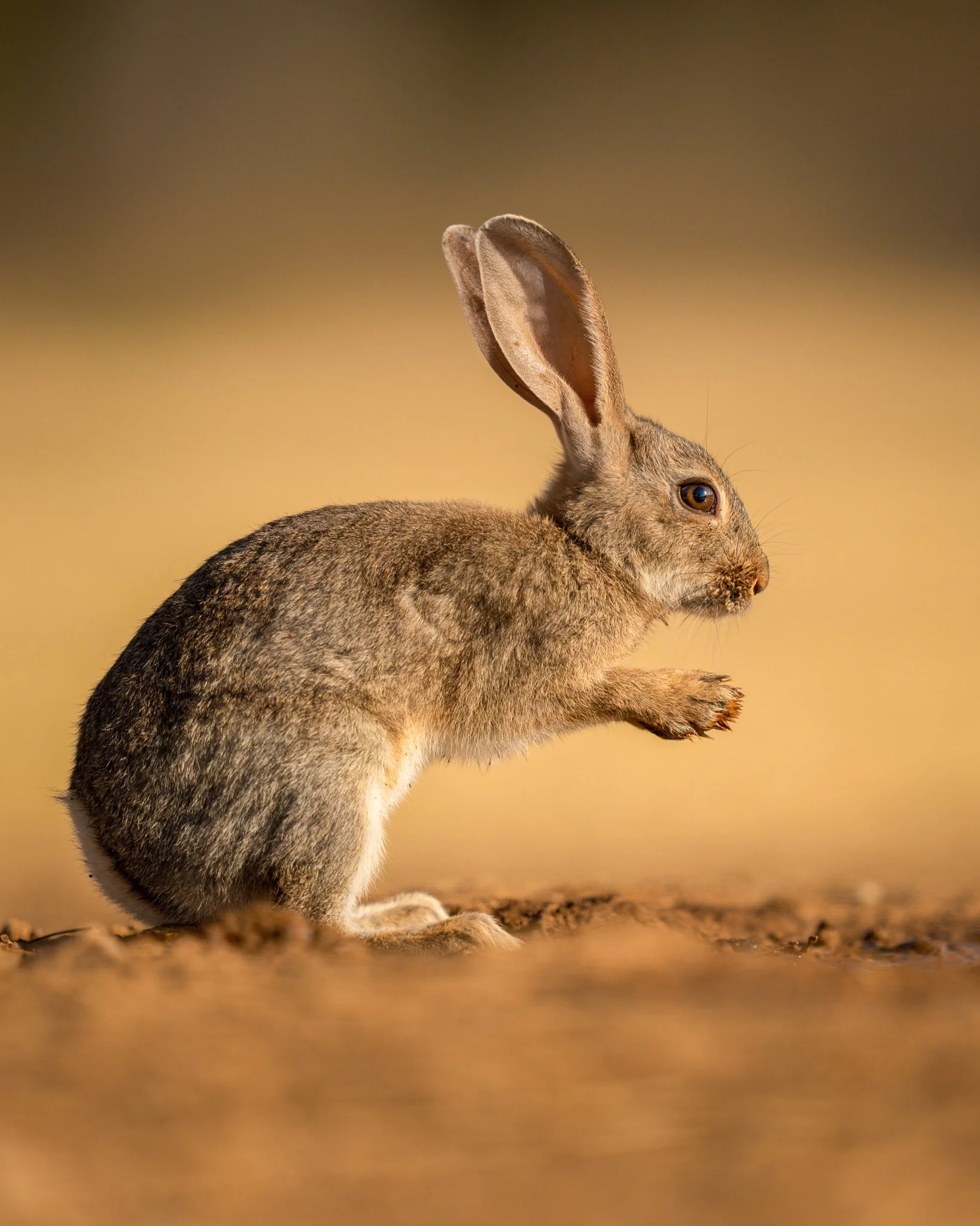 A hare sitting on the ground with a blurred yellow background.