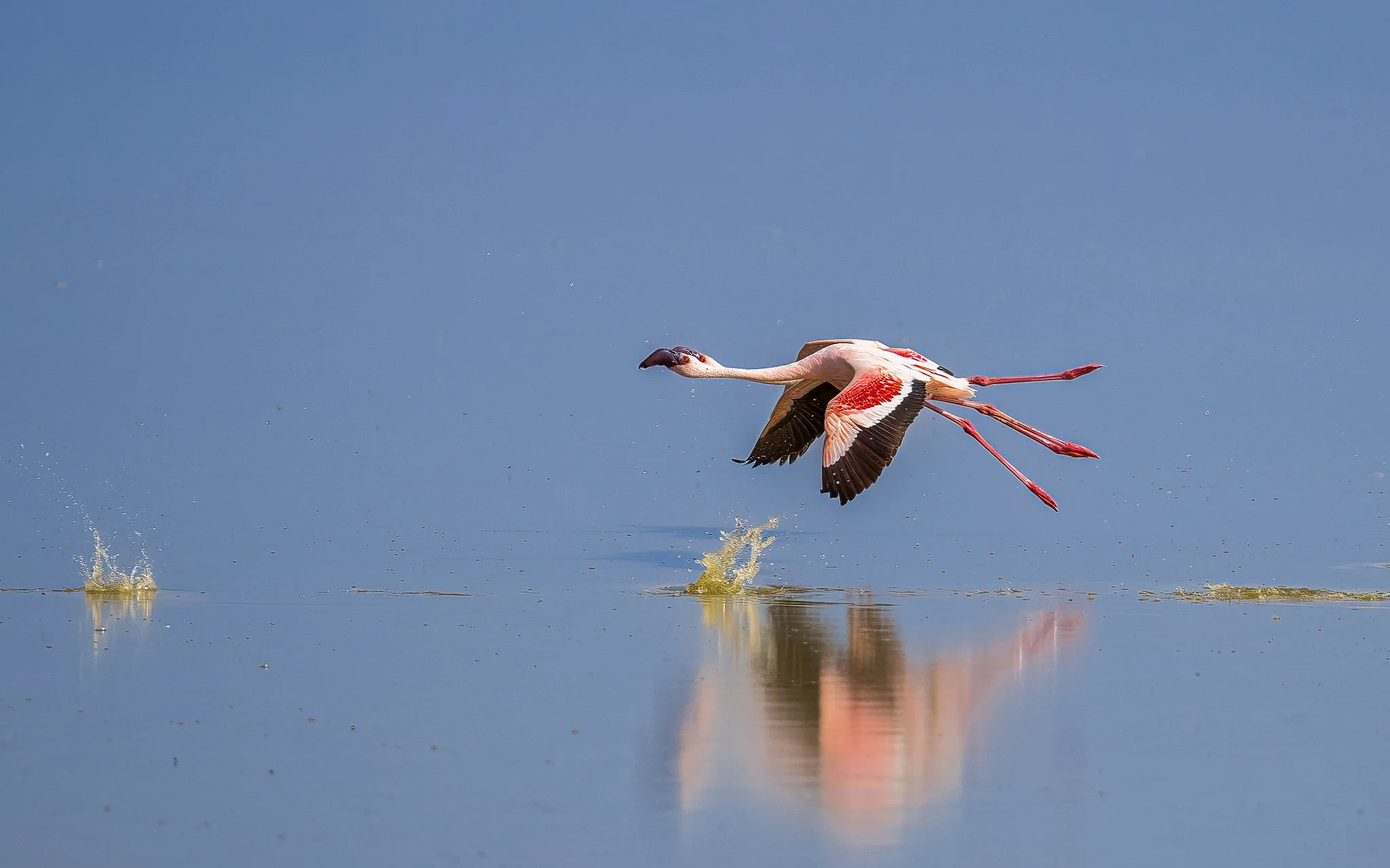 A flamingo taking off from a water surface with splashes, showing its long legs and neck, pink and black feathers, and blue sky in the background.