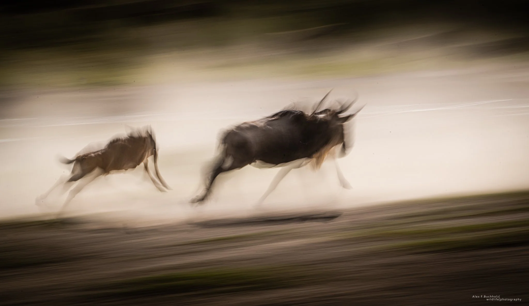 Two dogs running at night on a dirt road, with motion blur.
