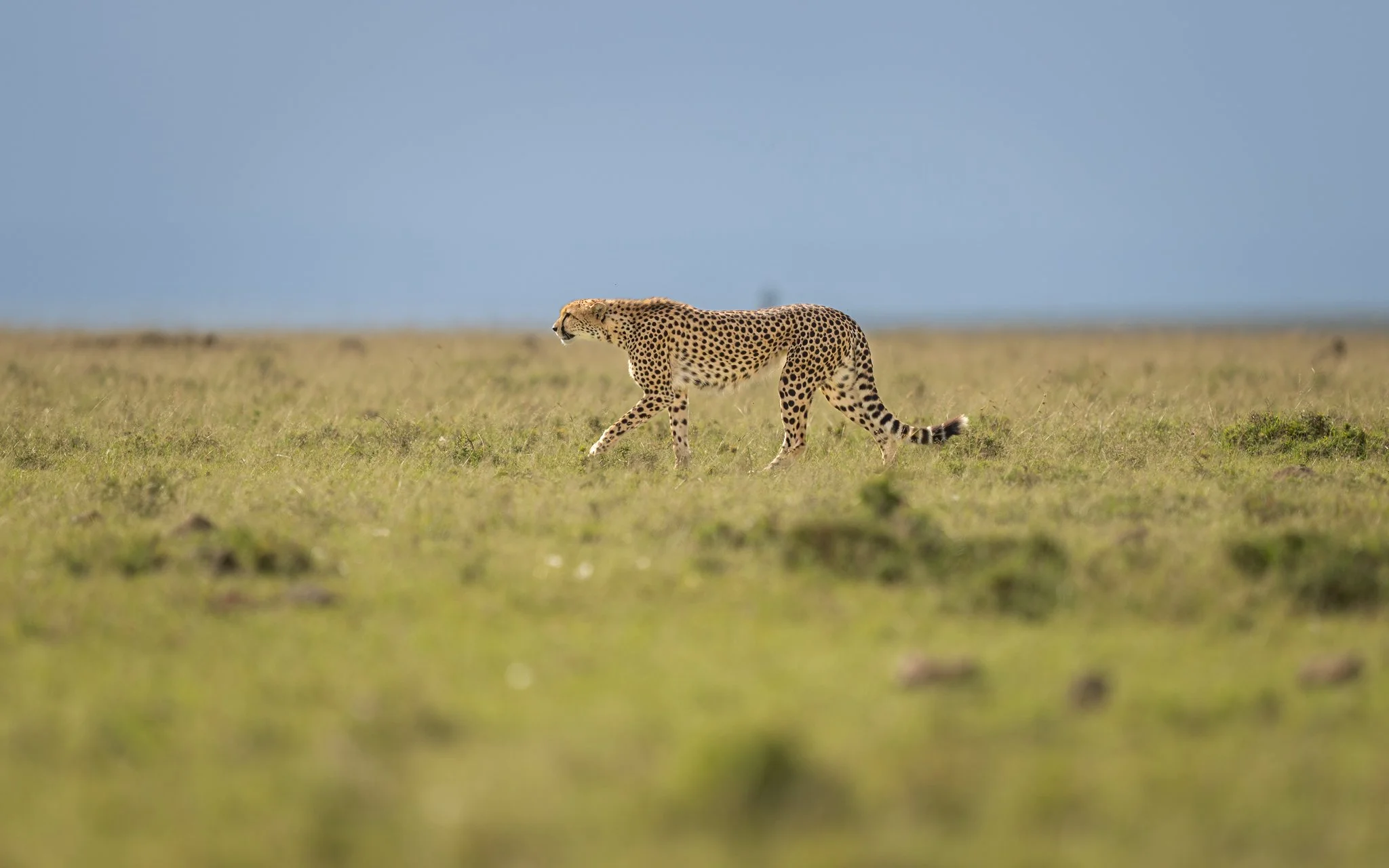 A cheetah walking through a grassy plain under a blue sky.