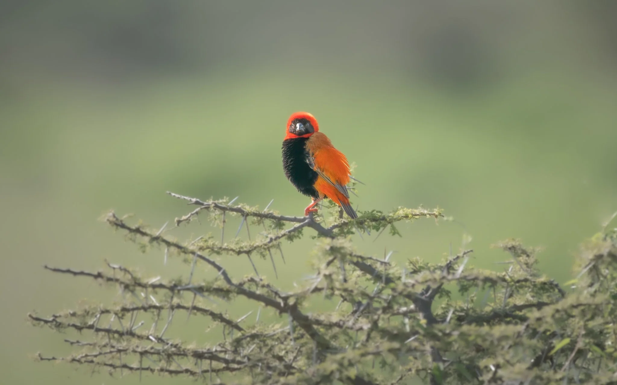 A brightly colored red and black bird perched on a thorny branch.