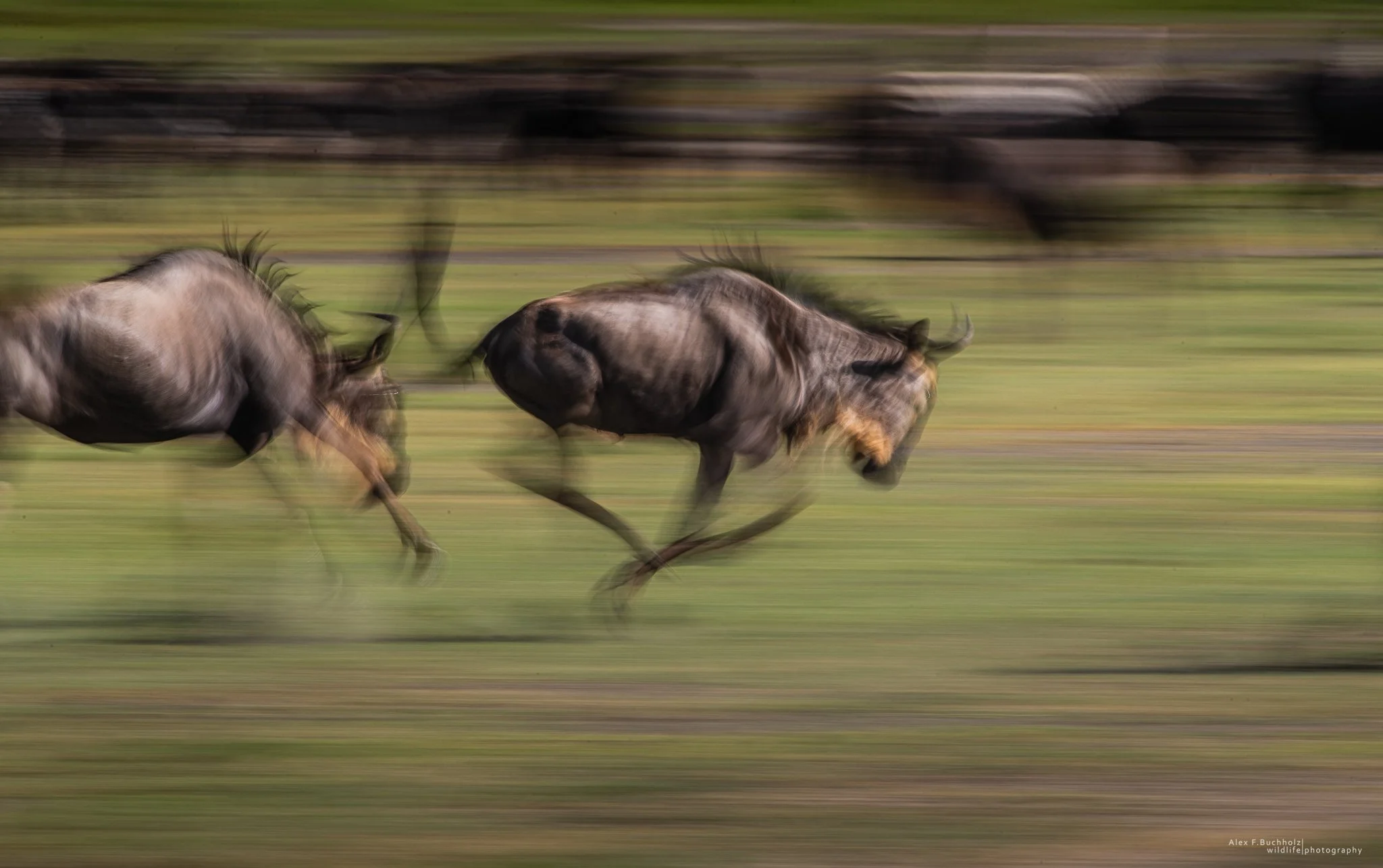 Two wildebeests running across a grassy field with motion blur.