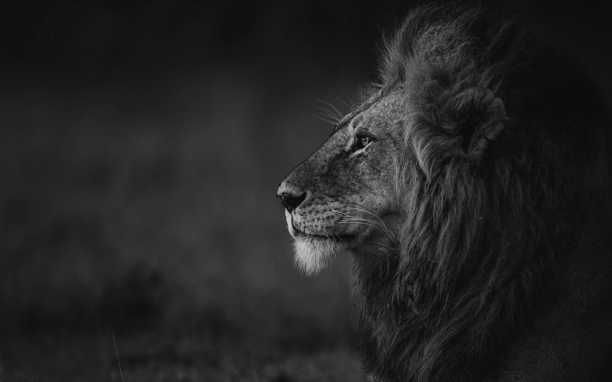 A black and white profile photo of a lion with a dark, blurred background.