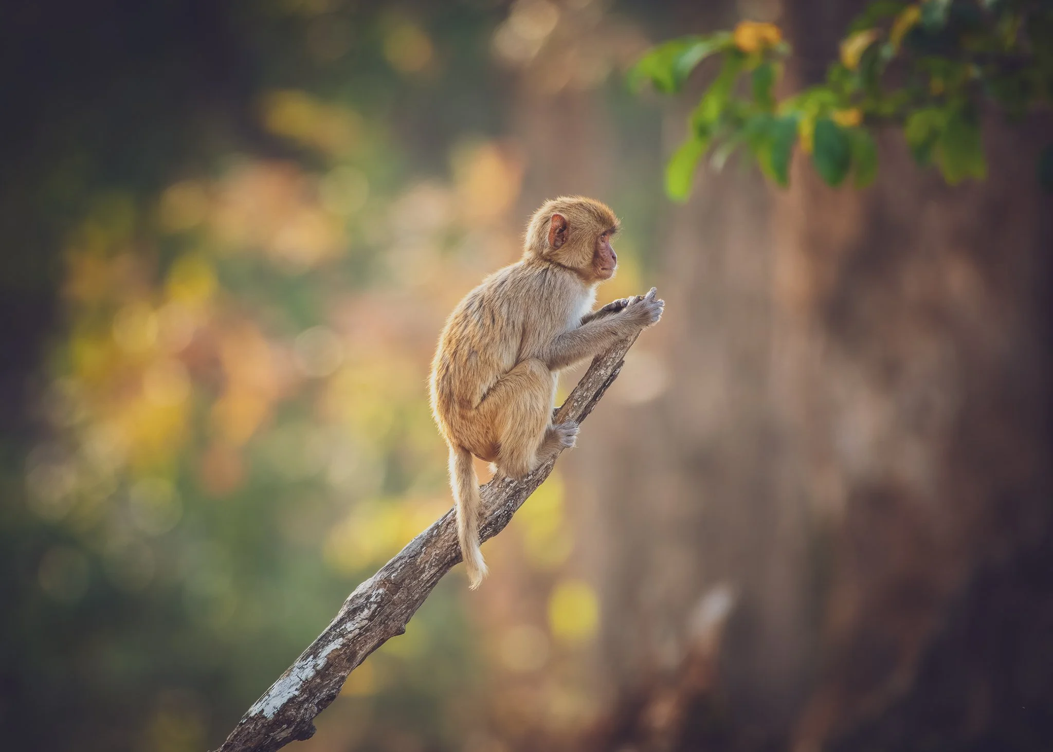 A monkey sitting on a tree branch, holding an object, in a natural forest setting with blurred green and brown background.