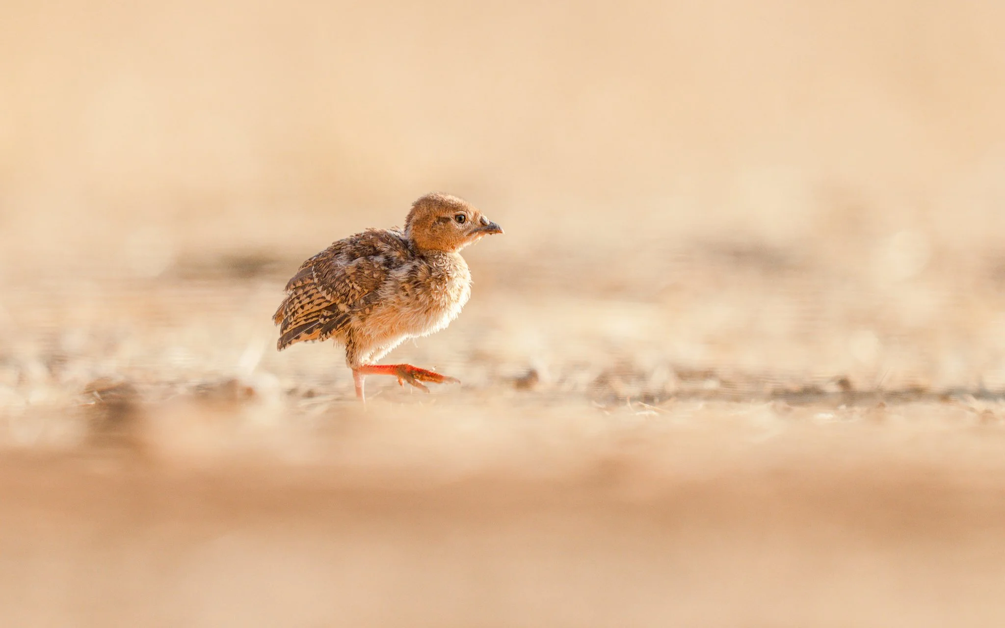 A tiny bird with mostly brown and beige feathers standing on a sandy surface.
