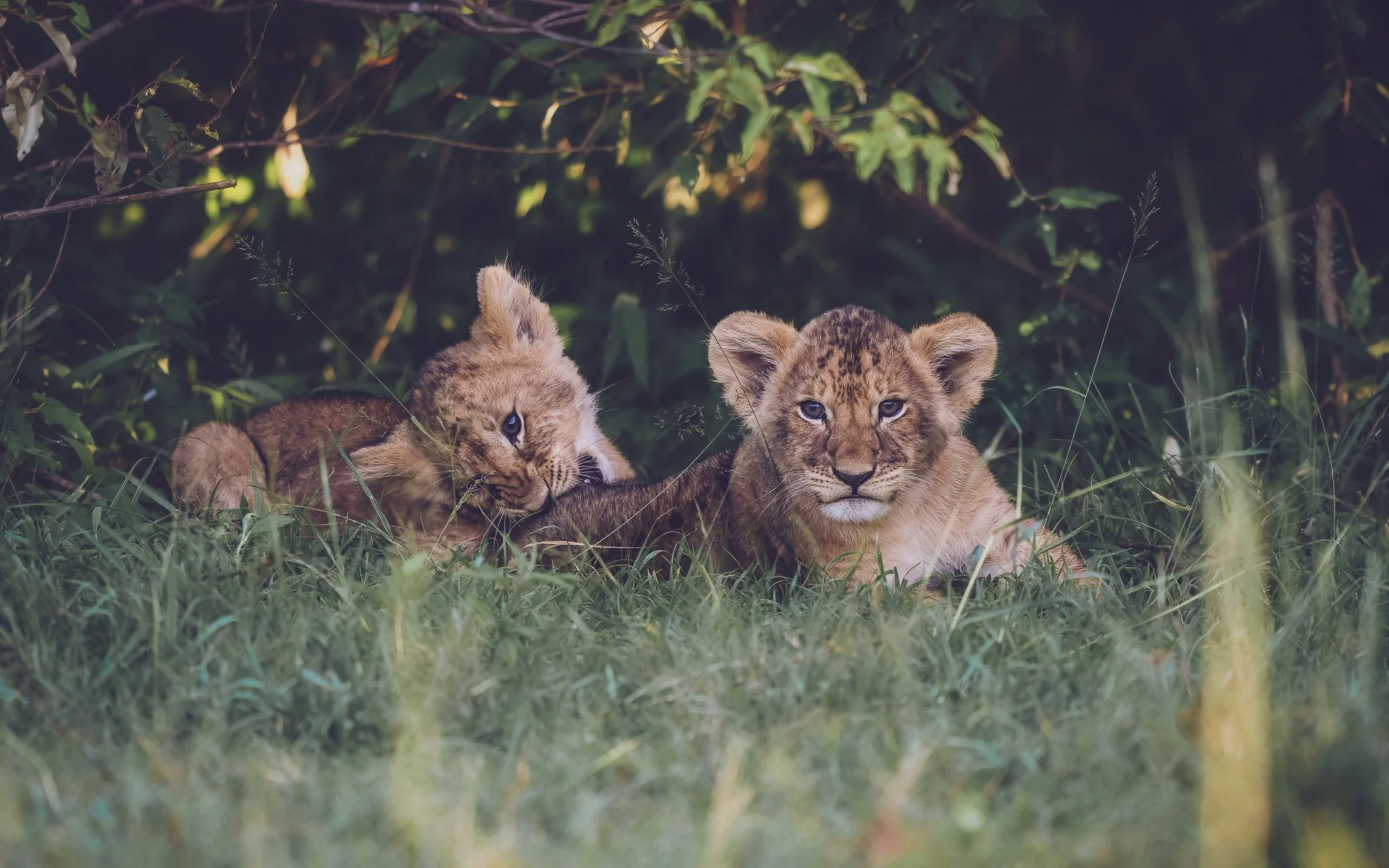 Two lion cubs lying on the grass in a forest, one appears to be licking the other's ear.