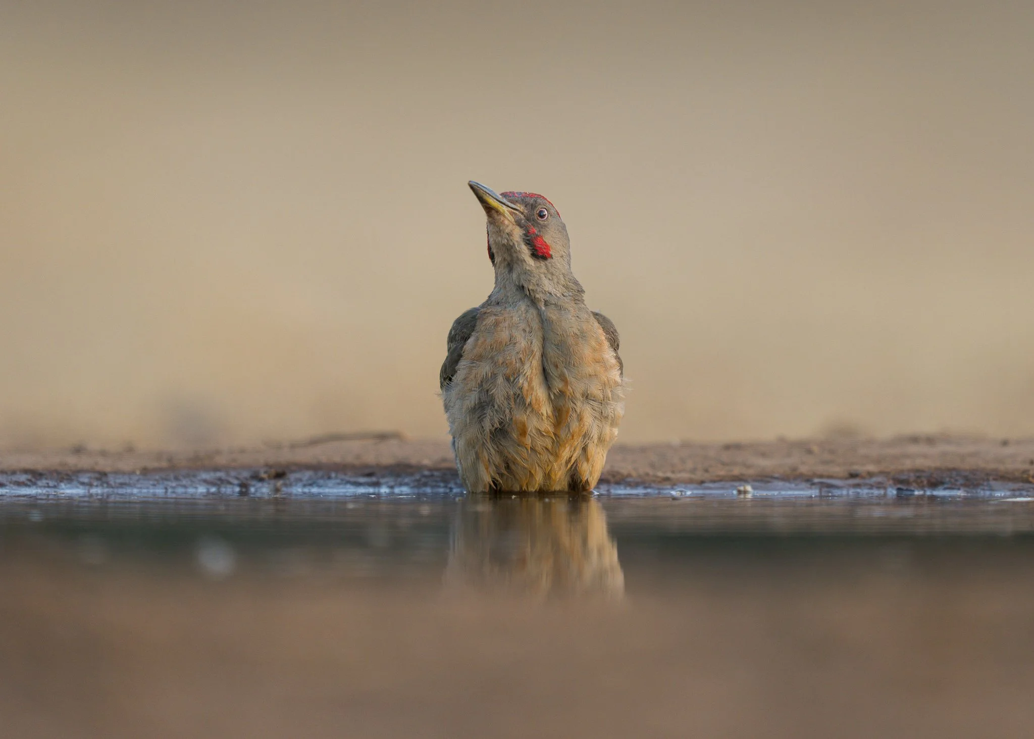 A juvenile woodpecker standing in shallow water, with its head tilted upwards and its beak pointed skyward.