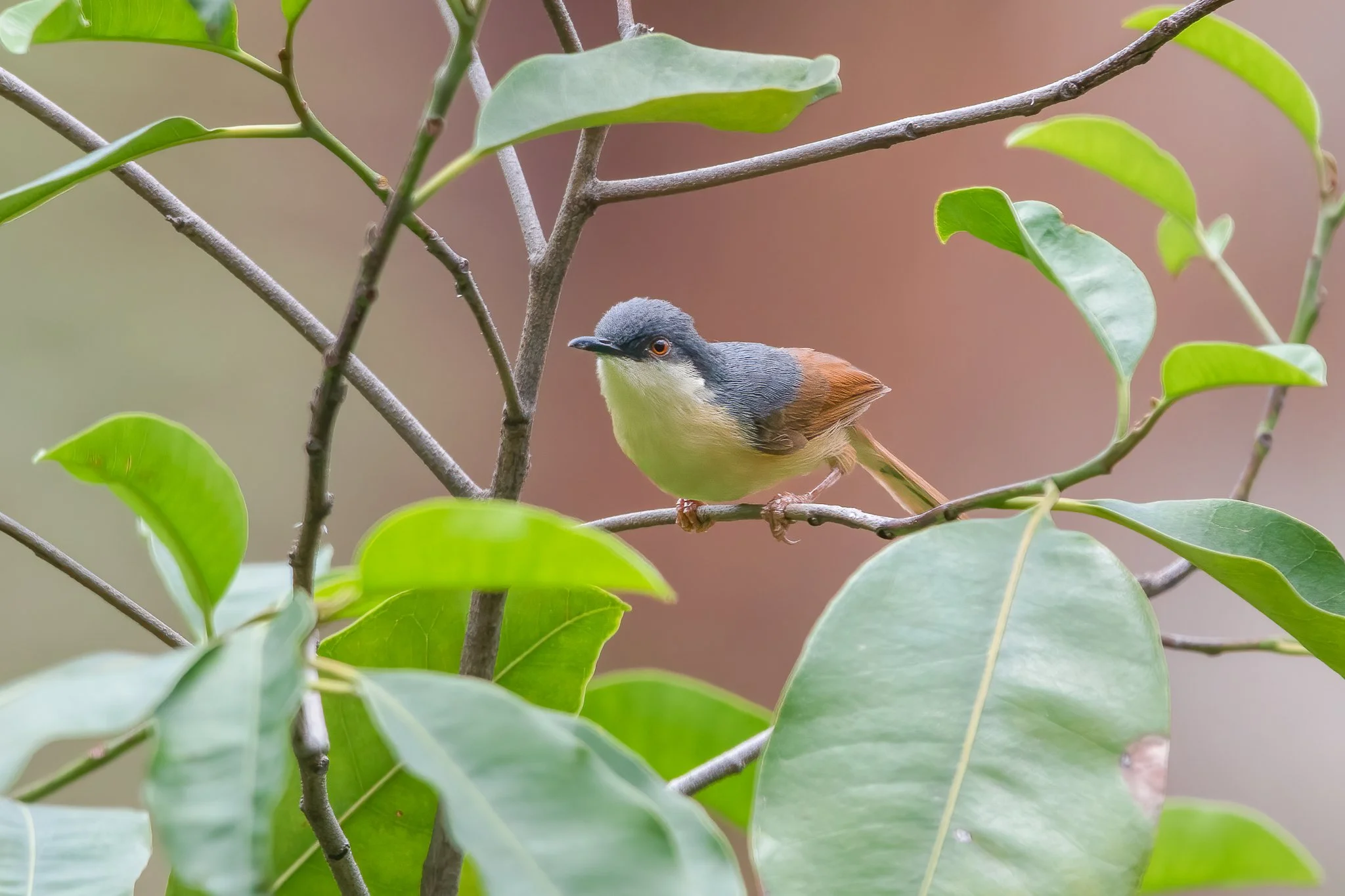A small bird perched on a tree branch among green leaves, with a blurred background.