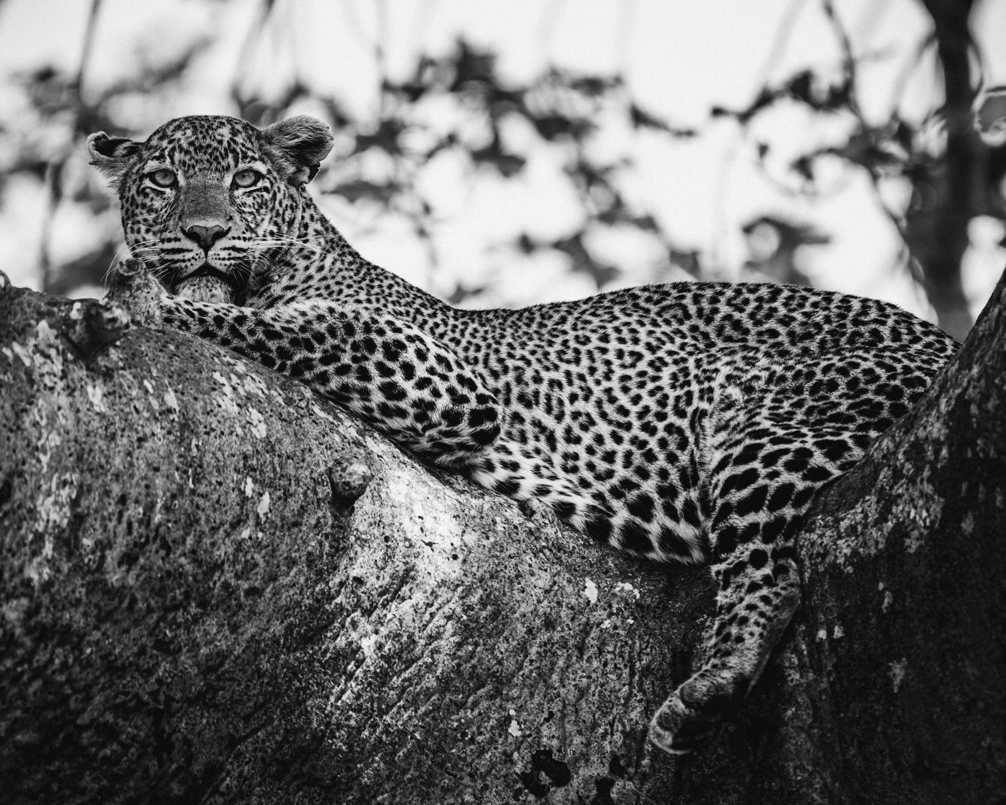 A black and white photograph of a leopard lying on a tree branch, looking directly at the camera.
