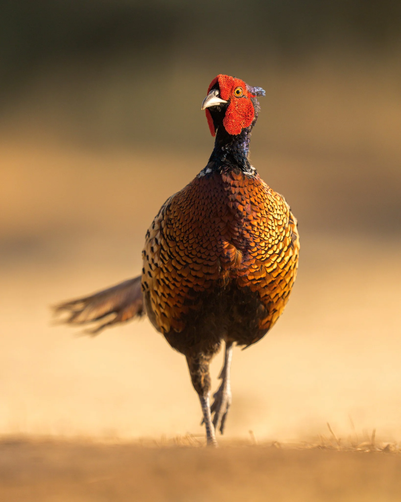 A colorful male pheasant walking on the ground with a blurred natural background.