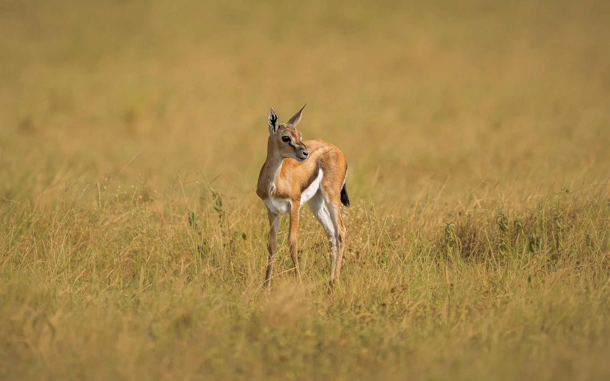 A young impala standing in a grassy plain, looking to the side.