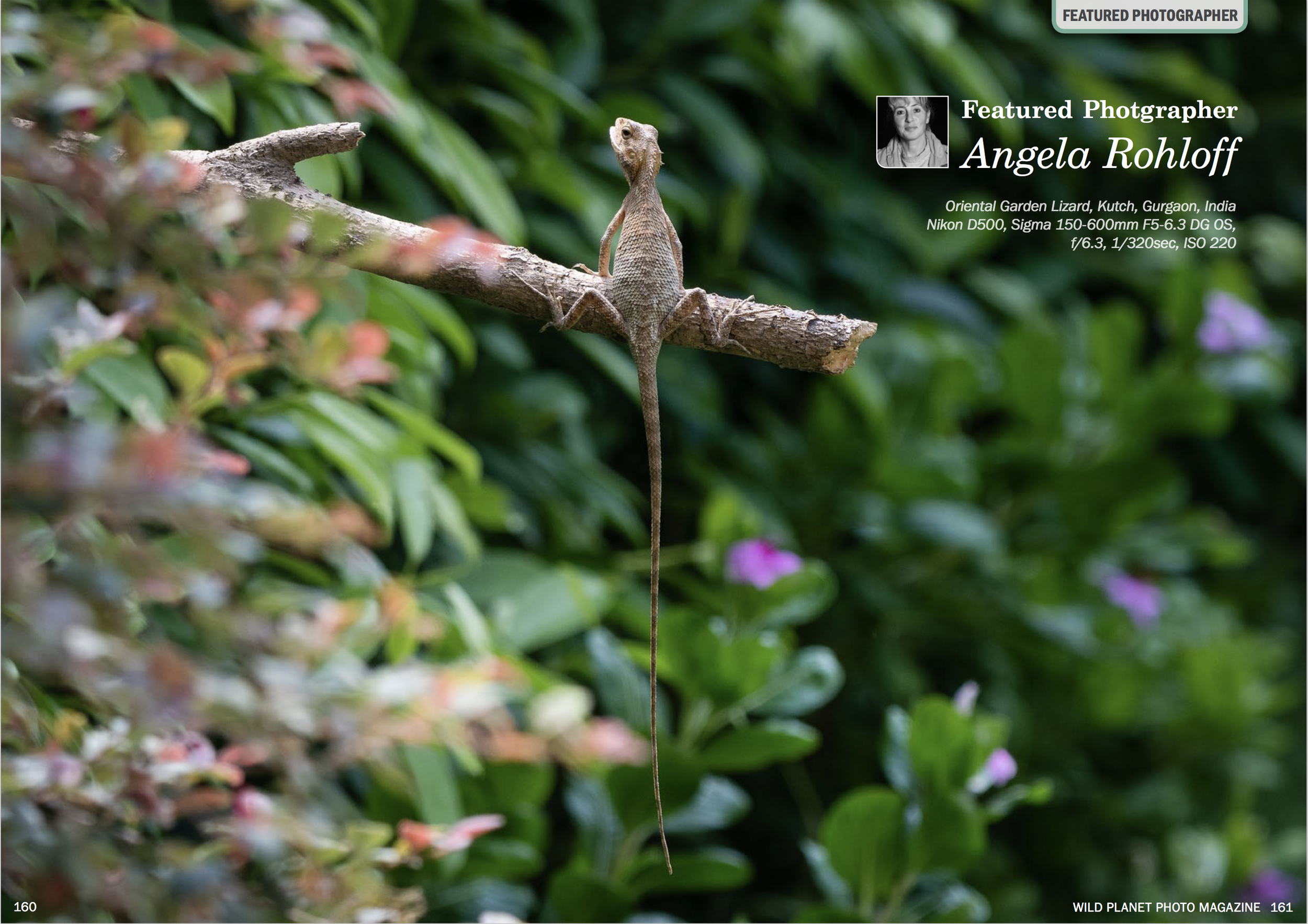 Photo of a small lizard perched on a tree branch in a lush green garden, with pink and purple flowers visible in the background. Text overlay provides the photographer's name, Angela Rohloff, and details of the camera used.