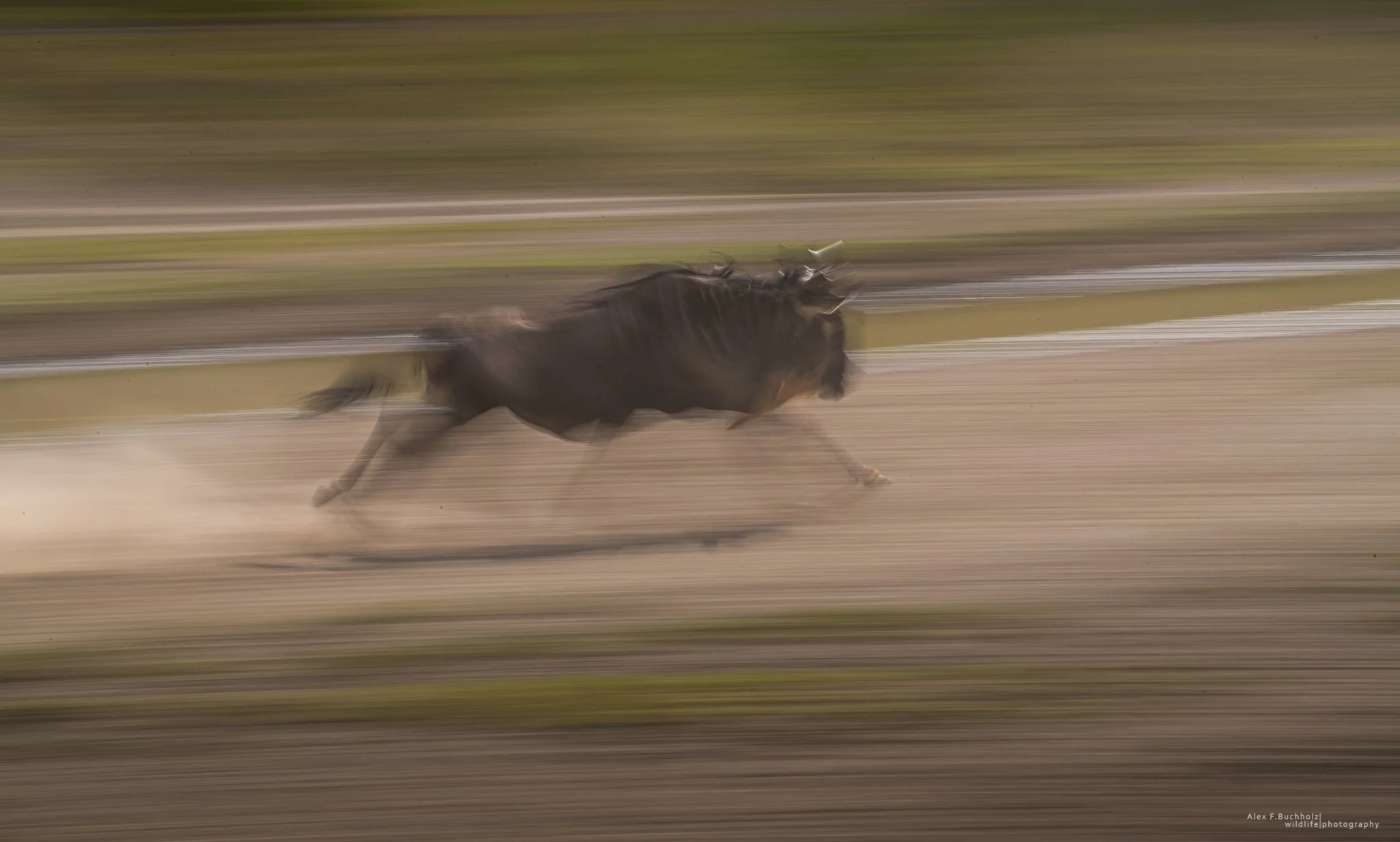 A dark brown horse racing on a dirt track at a high speed with a motion blur effect.