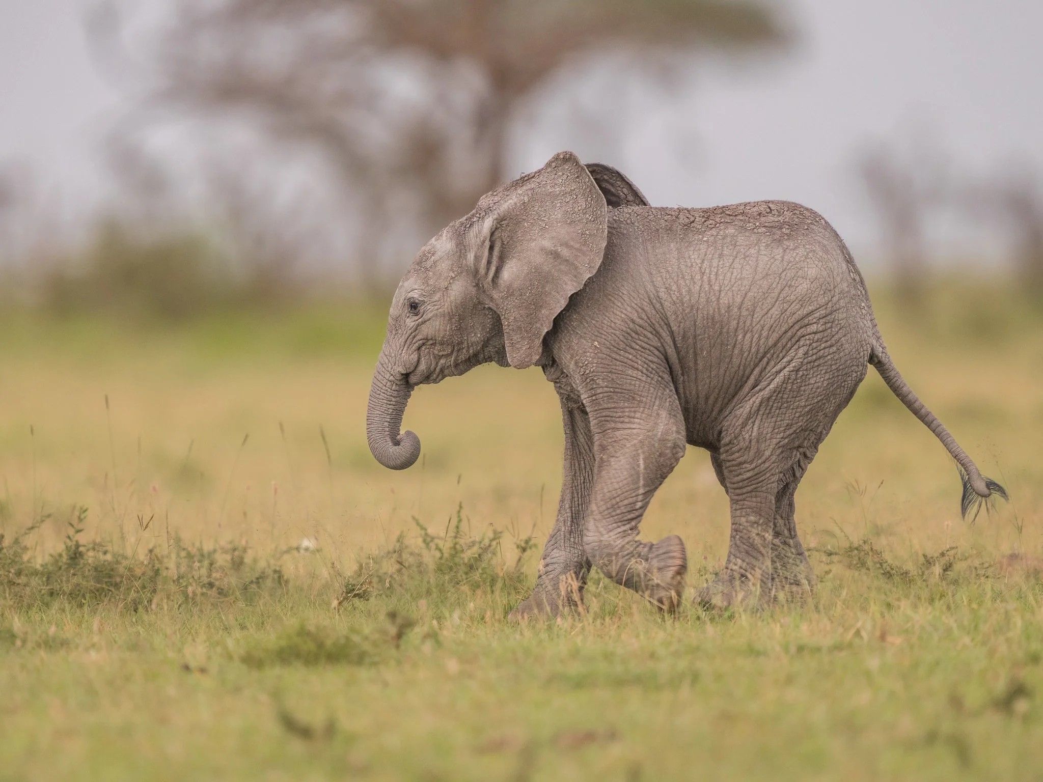An adorable baby elephant walking across a grassy field with a blurred background of trees.
