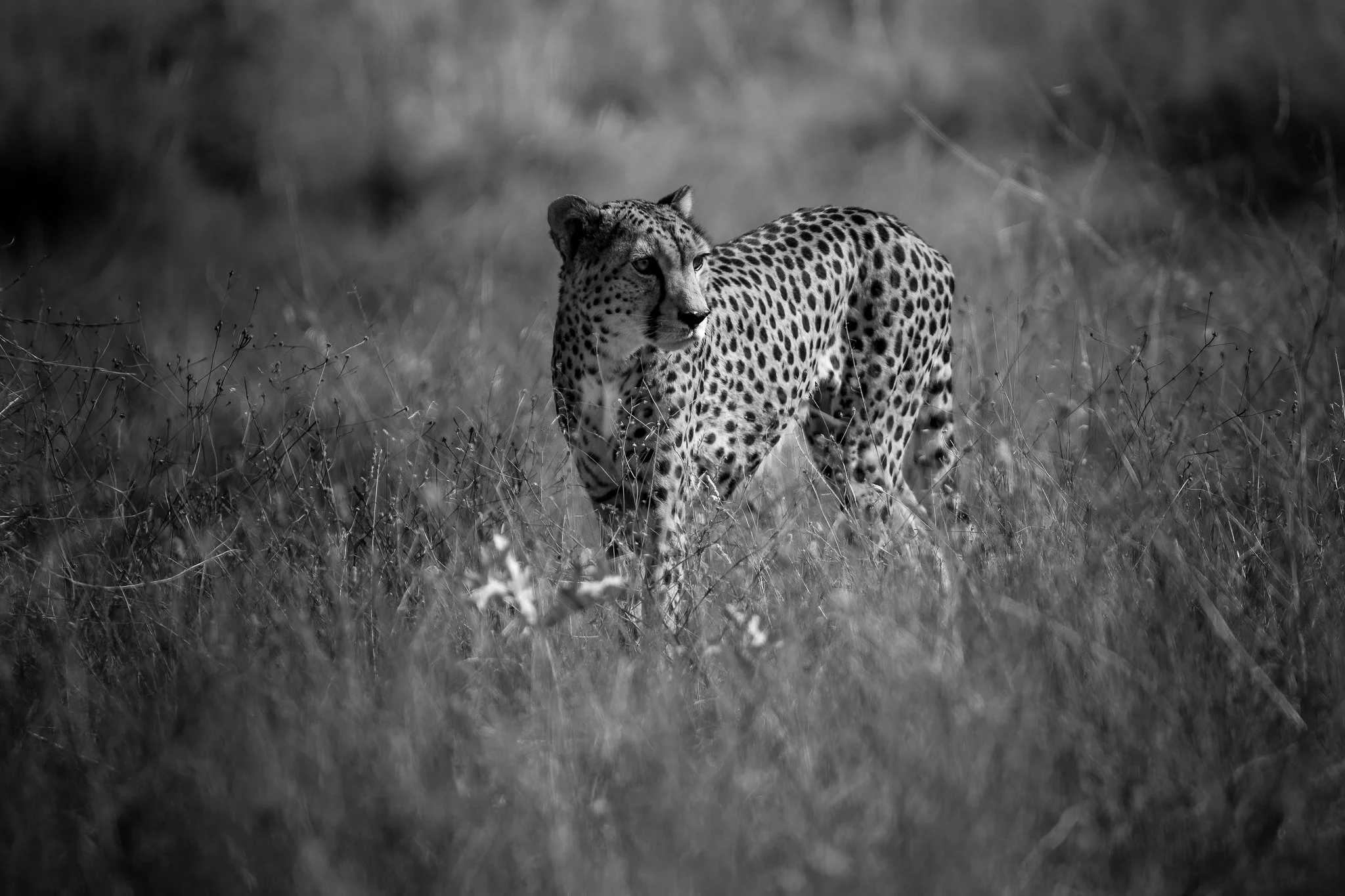 A black-and-white photograph of a cheetah standing in tall grass, looking to the left with its head slightly turned.
