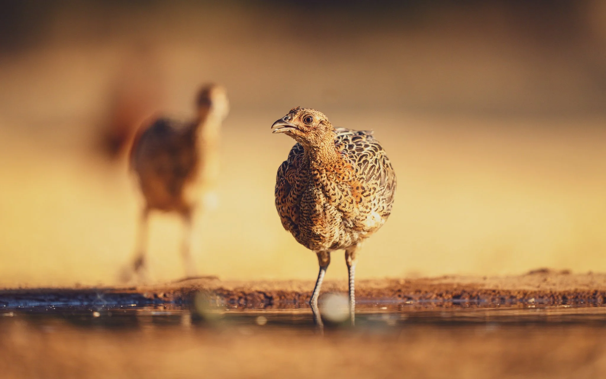 A close-up of a bird, possibly a grouse, standing in shallow water with a blurred bird in the background.