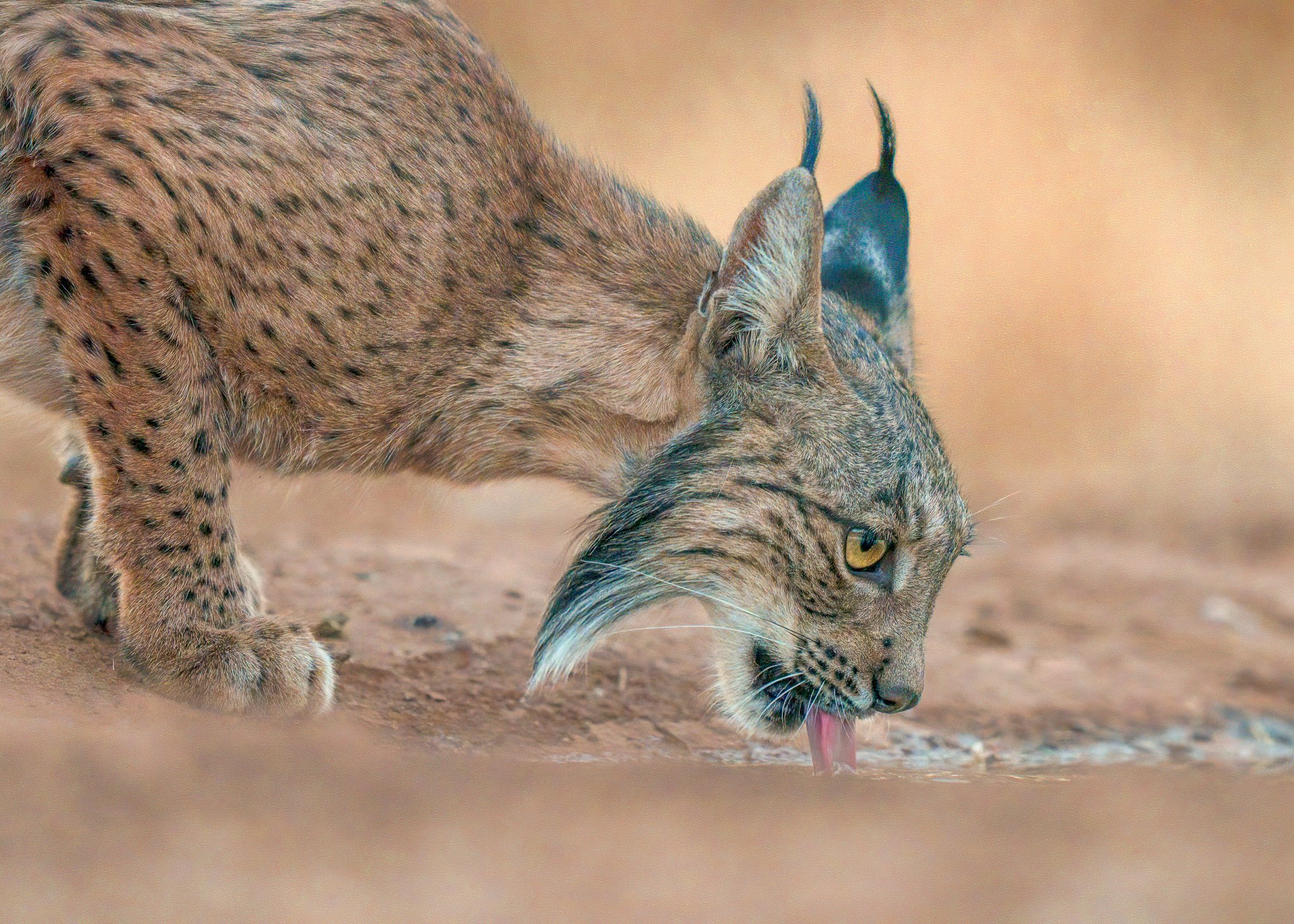 A iberian lynx with tan, gray, and black fur, black spots, and yellow eyes drinking water from the ground.