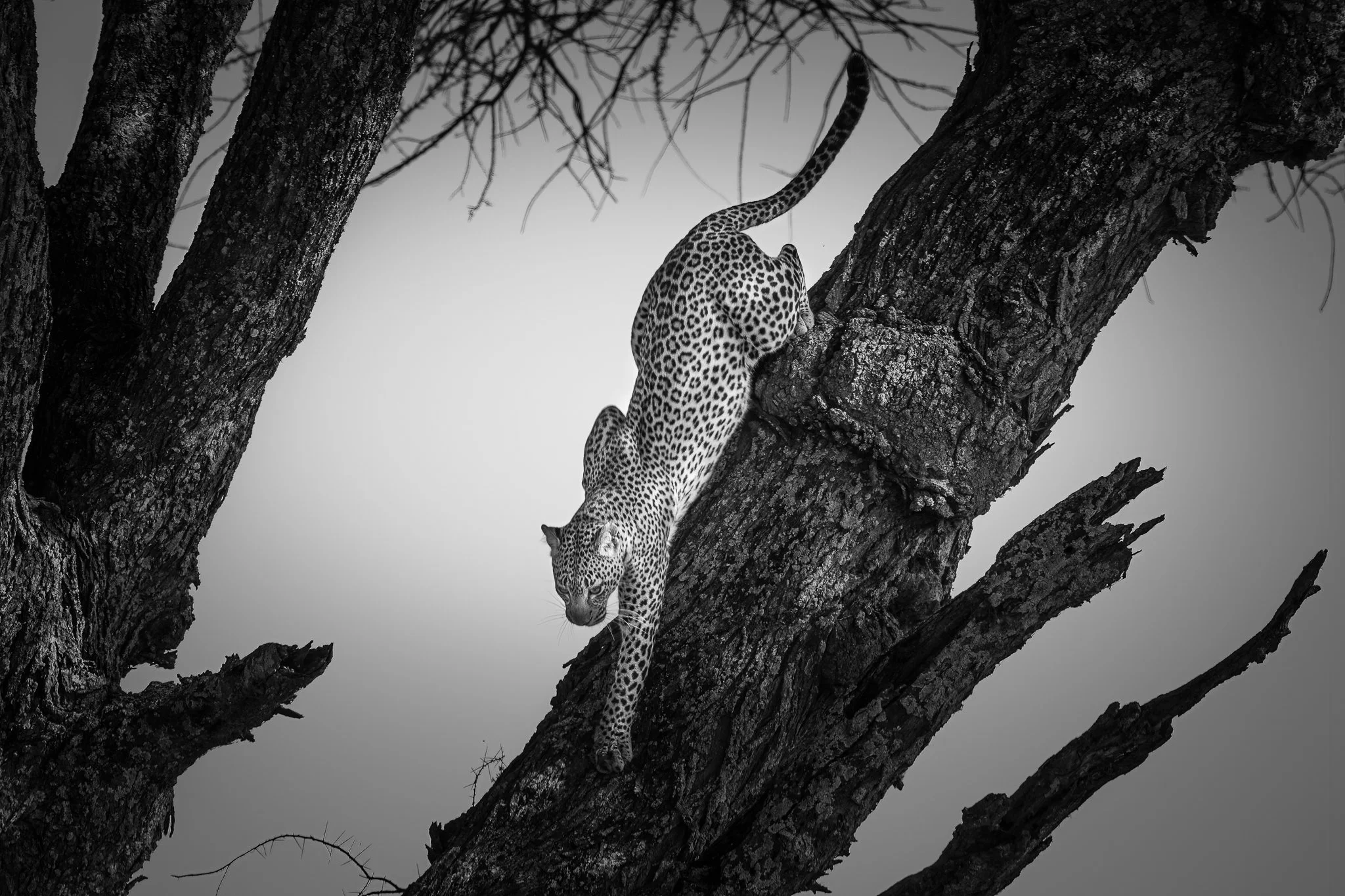 Leopard climbing a large tree with thick branches, high above the ground, in black and white.